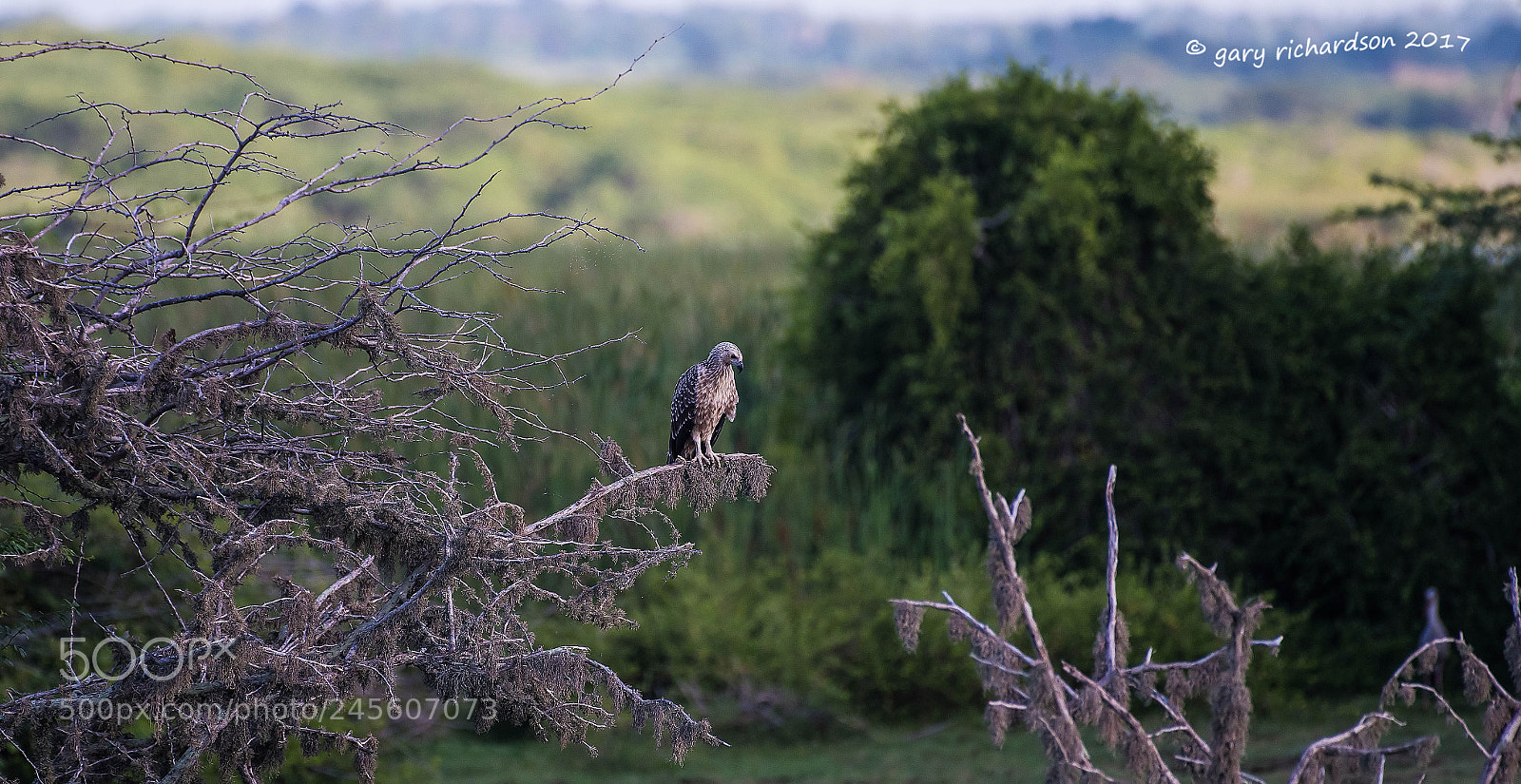 Nikon D810 sample photo. Crested serpent eagle bundala photography