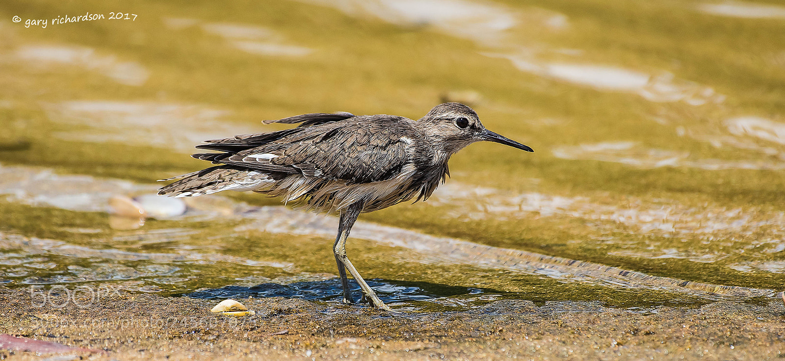 Nikon D810 sample photo. Green sandpiper tangalle sri photography
