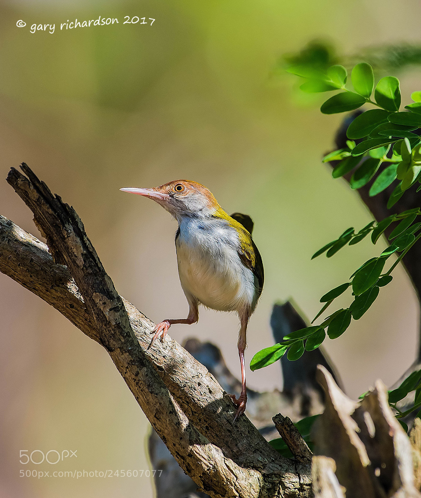 Nikon D810 sample photo. Common tailorbird tissamaharama sri photography