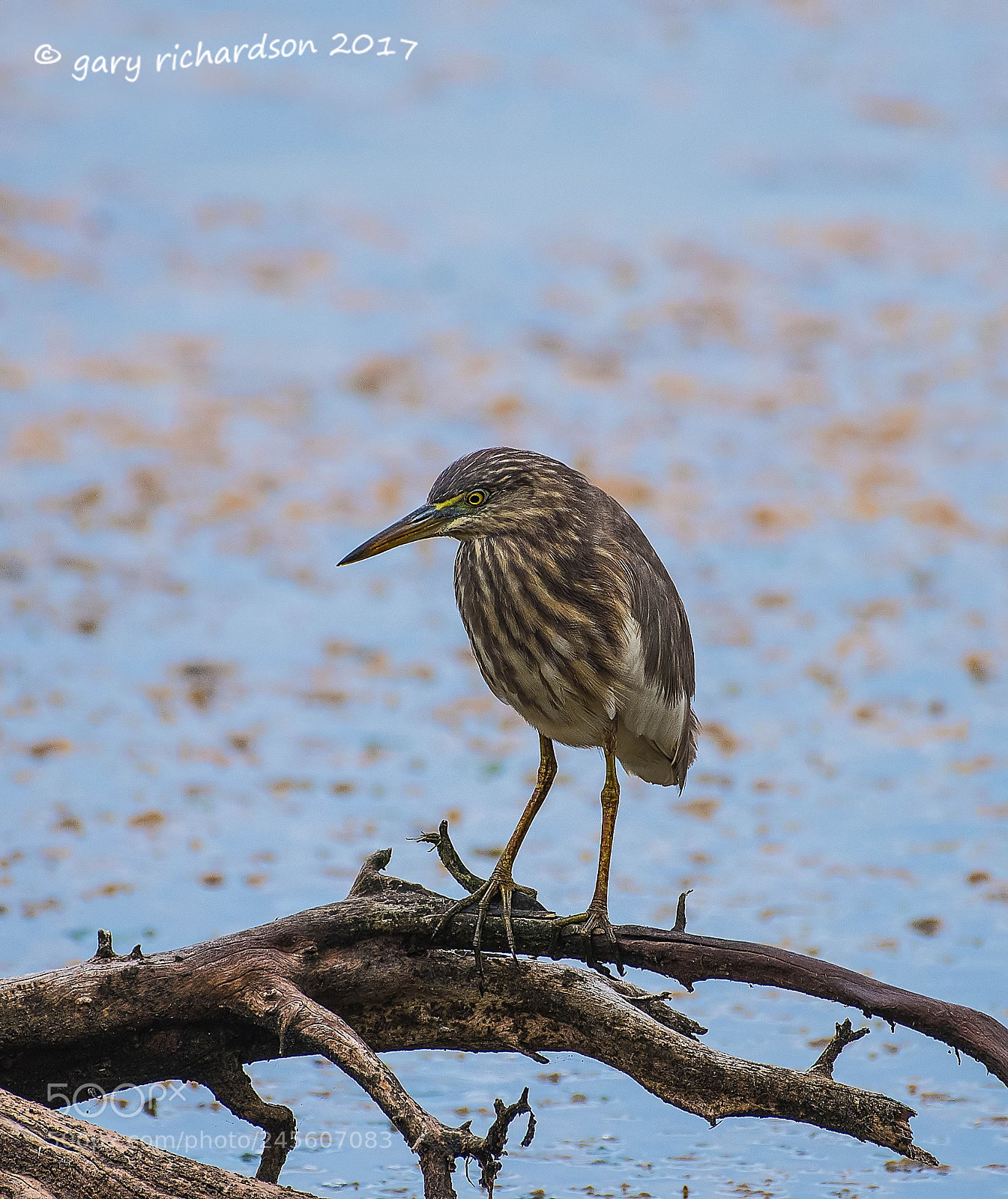 Nikon D810 sample photo. Indian pond heron tangalle photography
