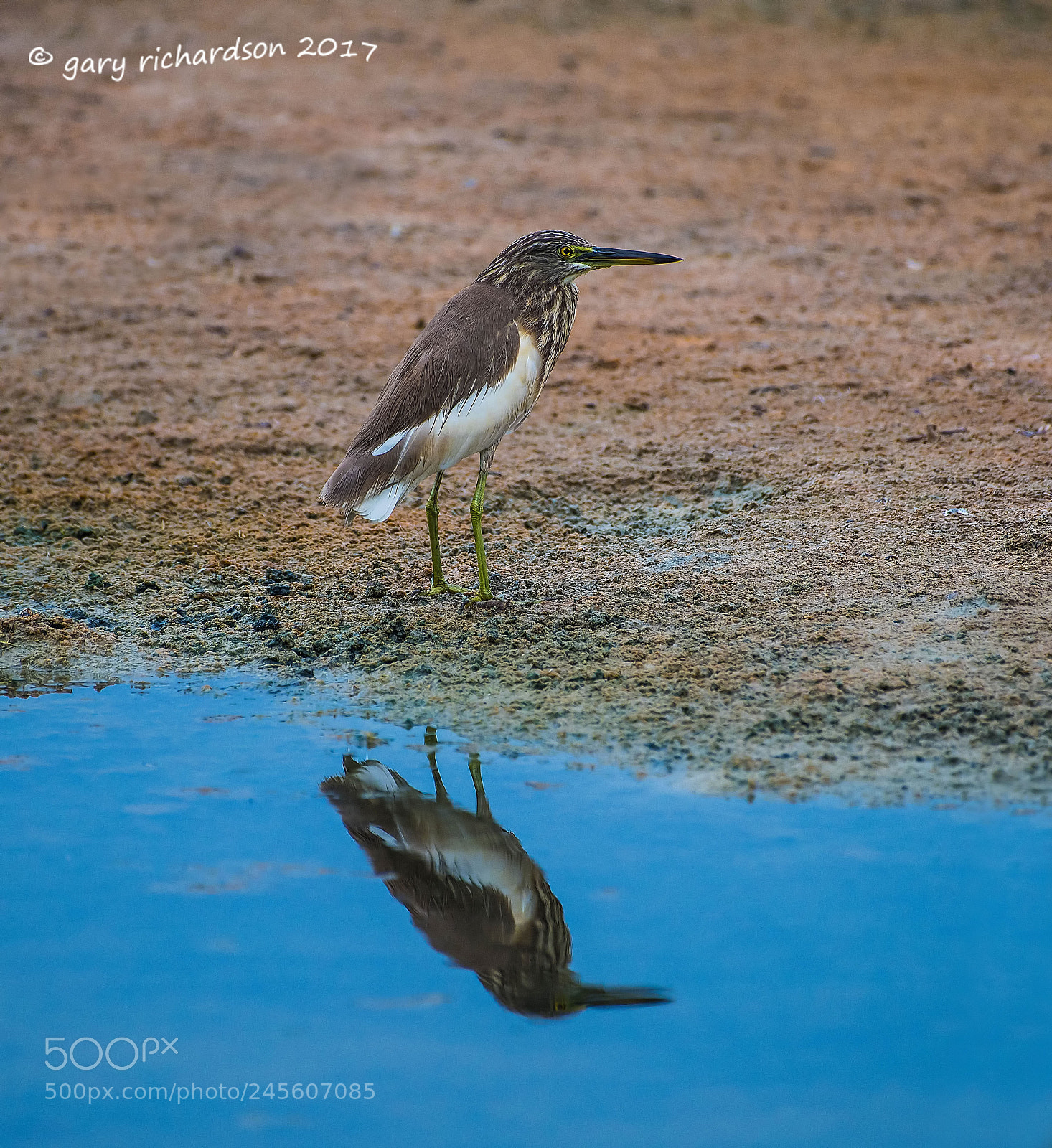 Nikon D810 sample photo. Indian pond heron tangalle photography