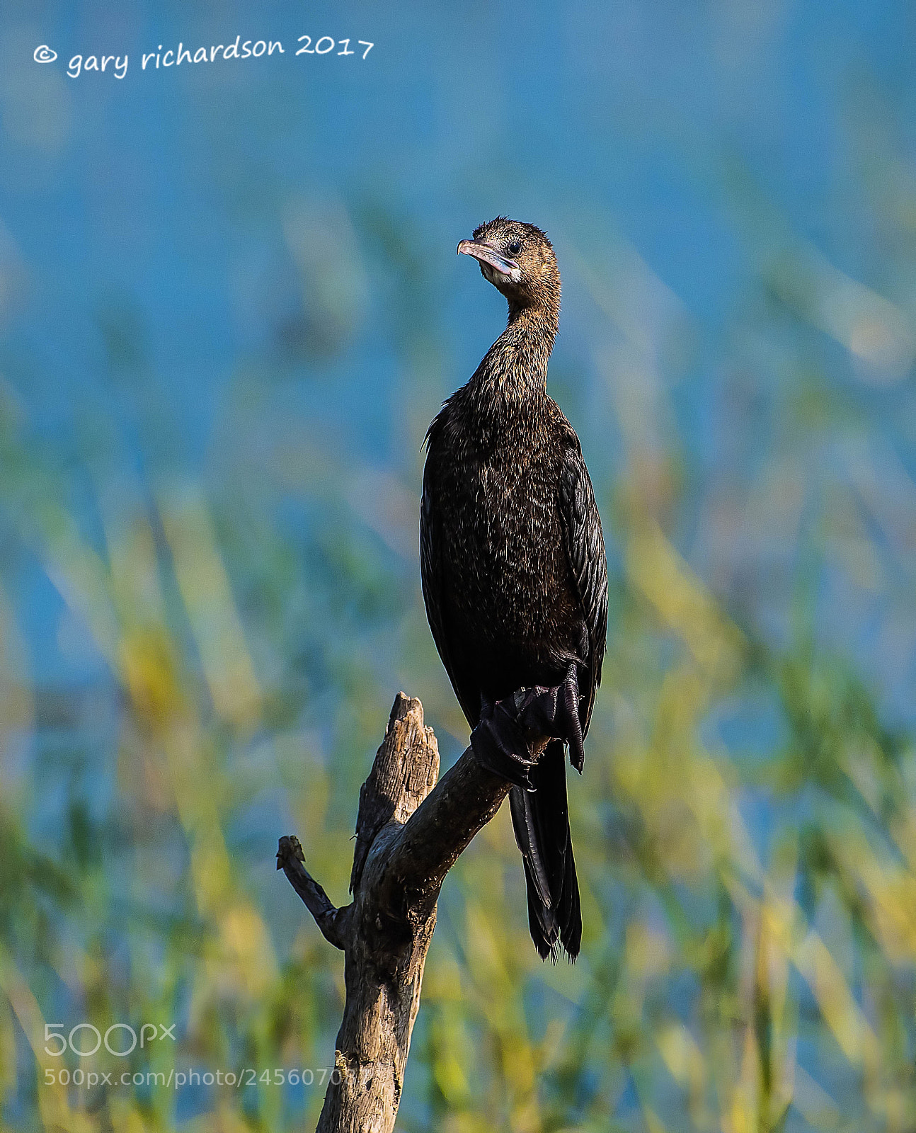 Nikon D810 sample photo. Little cormorant bundala sri photography