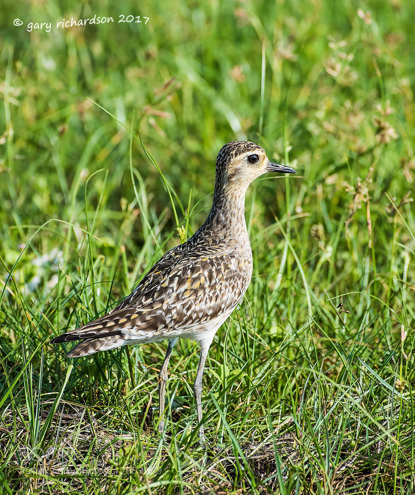 Nikon D810 sample photo. Pacific golden plover bundala photography