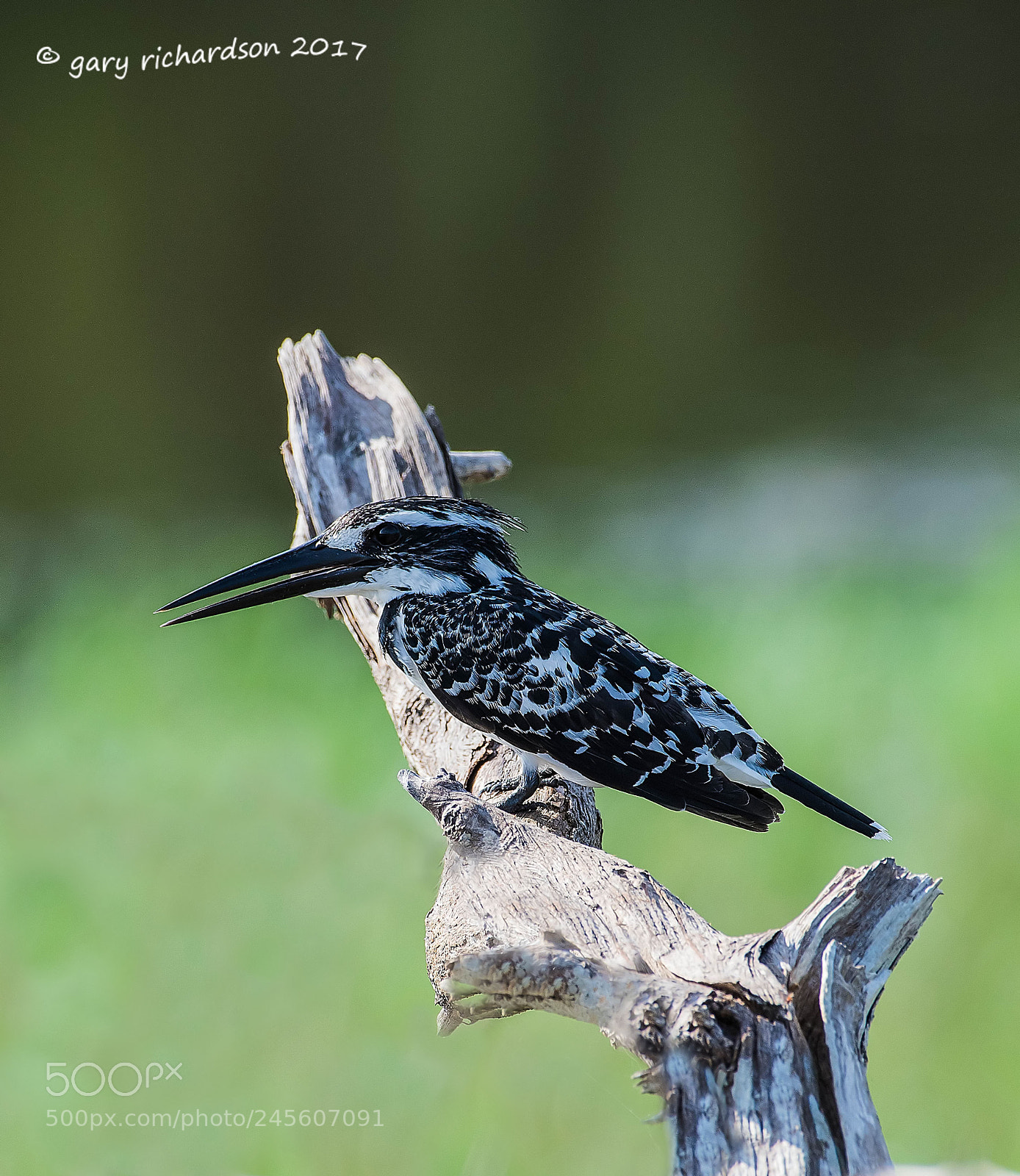 Nikon D810 sample photo. Pied kingfisher bundala sri photography