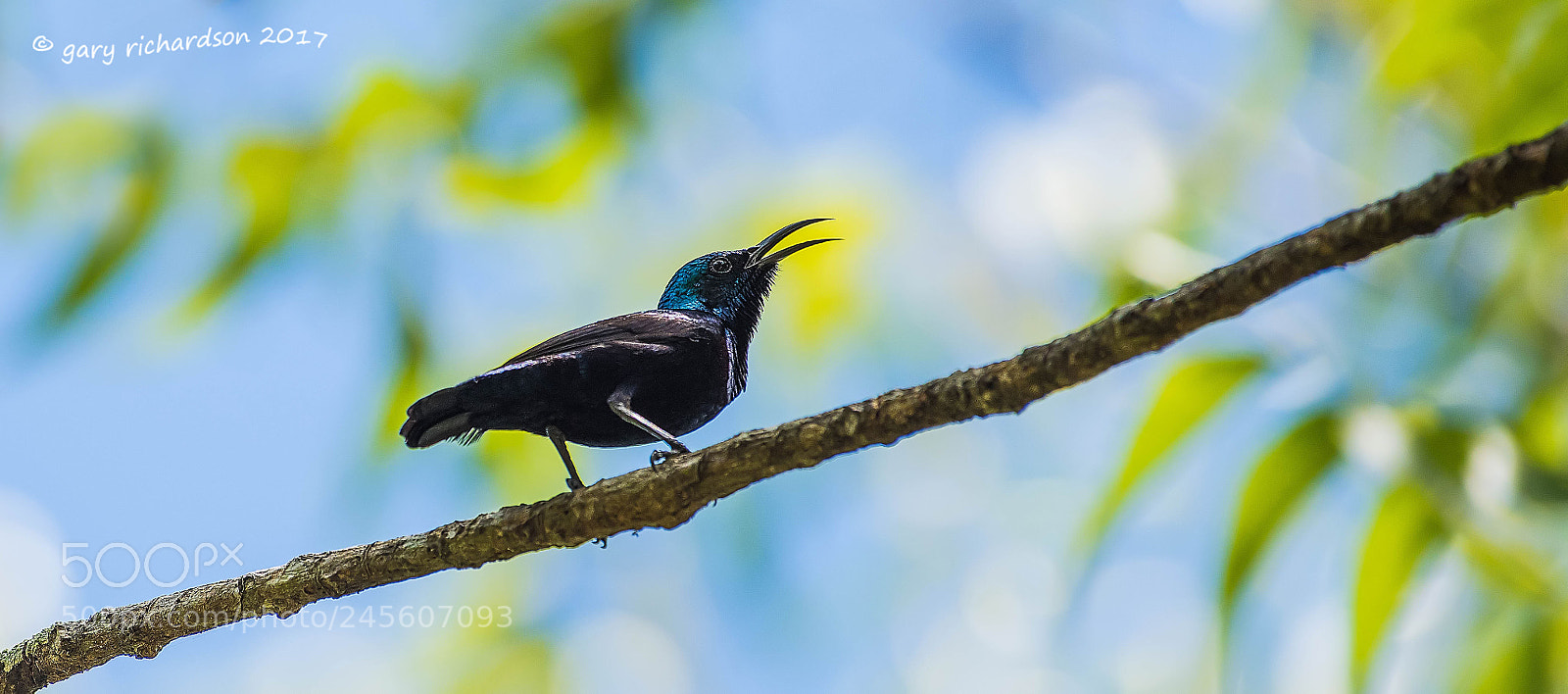 Nikon D810 sample photo. Purple sunbird tangalle sri photography