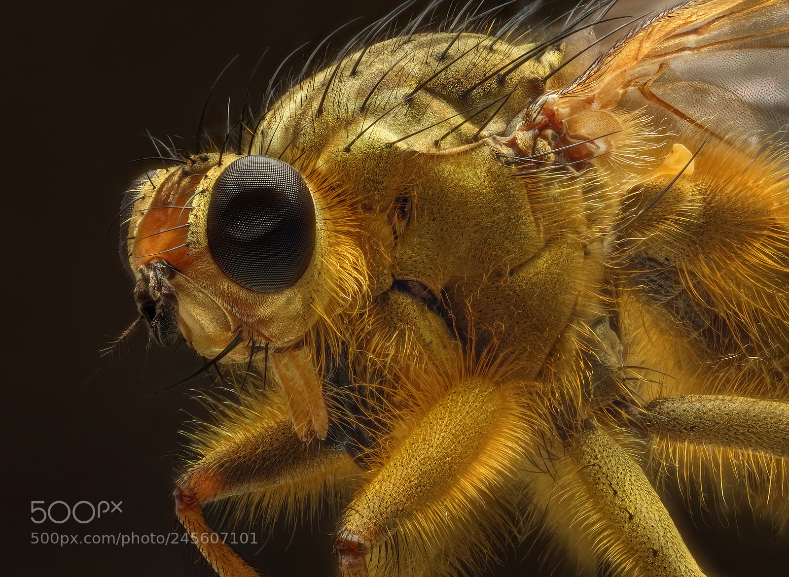 Sony a7R sample photo. Yellow dung fly photography