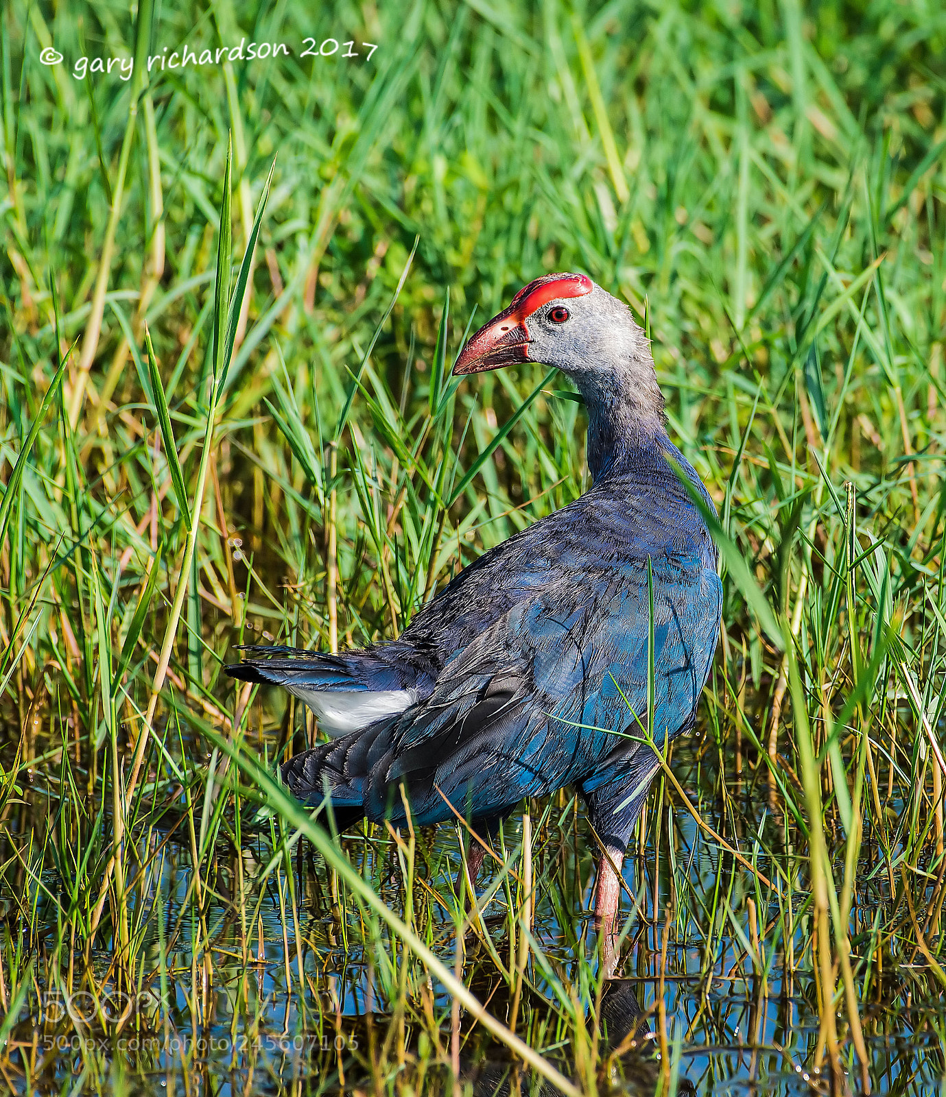 Nikon D810 sample photo. Purple swamphen bundala sri photography
