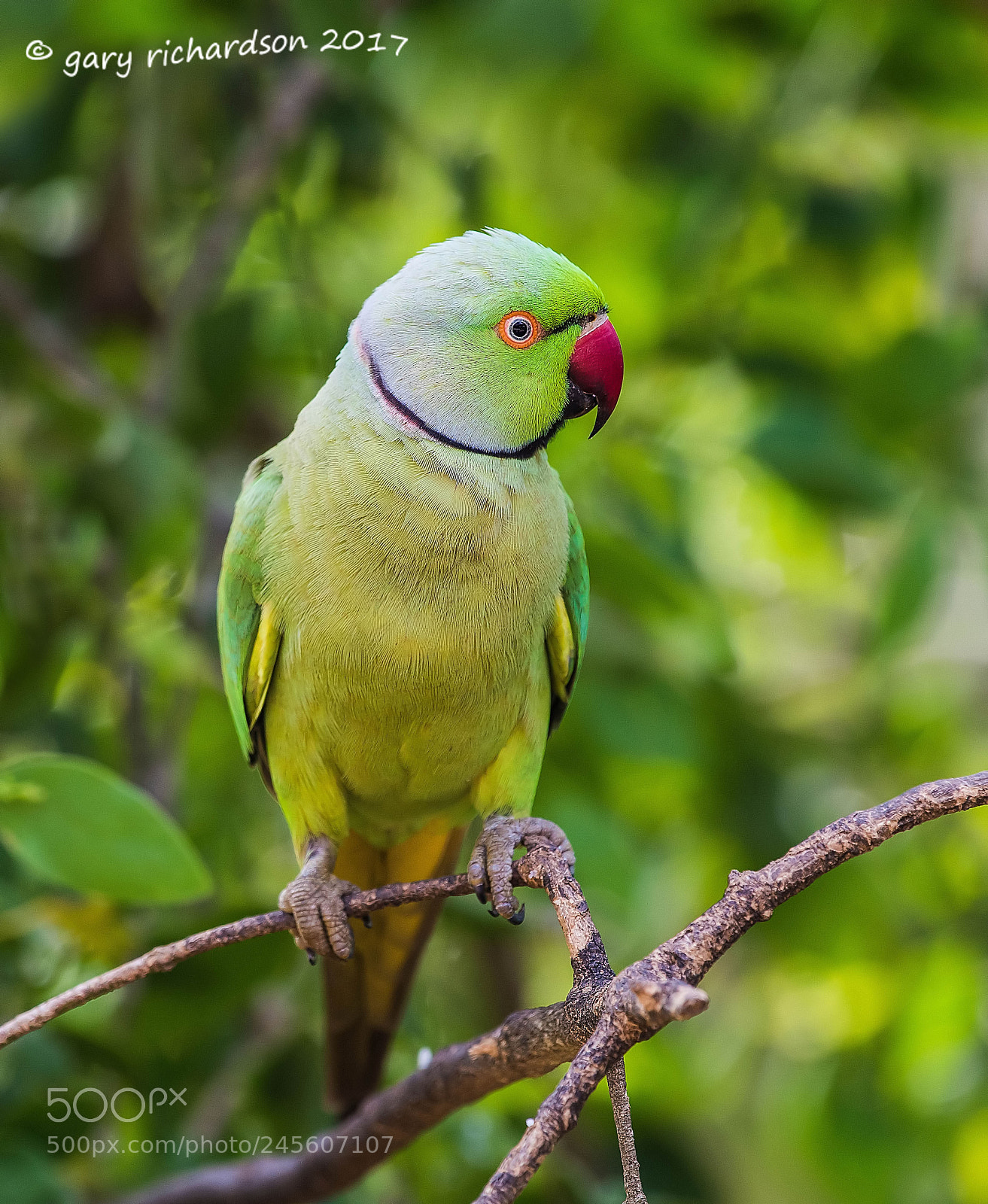 Nikon D810 sample photo. Rose ringed parakeet tangalle photography