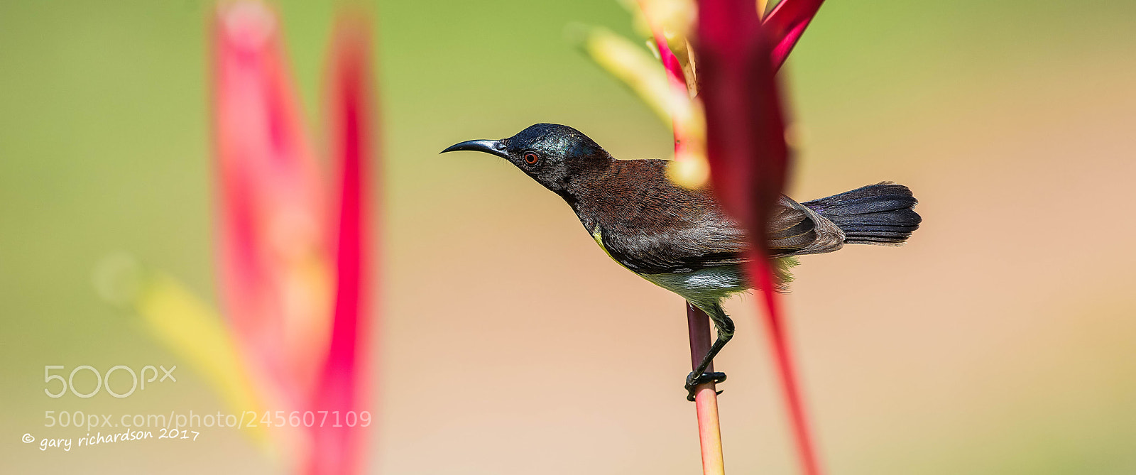 Nikon D810 sample photo. Purple rumped sunbird tangalle photography