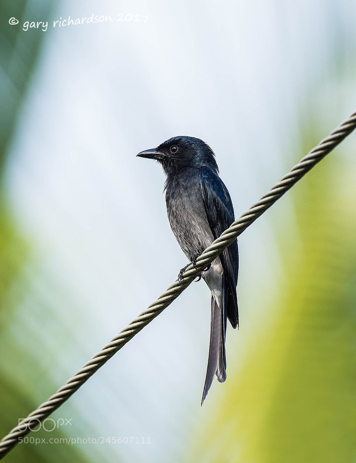 Nikon D810 sample photo. White bellied drongo tangalle photography