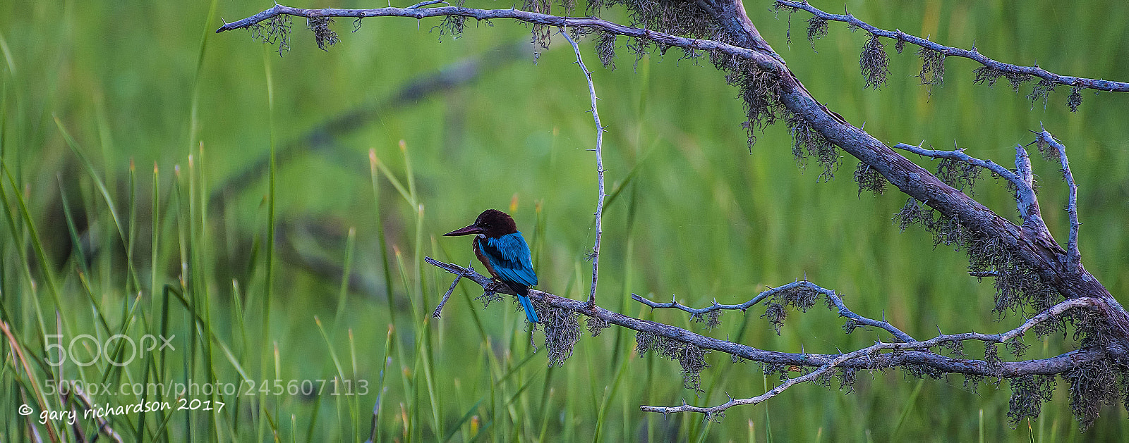 Nikon D810 sample photo. White throated kingfisher bundala photography