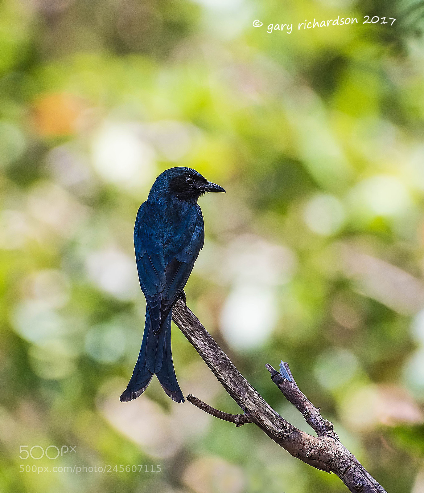 Nikon D810 sample photo. White bellied drongo tangalle photography