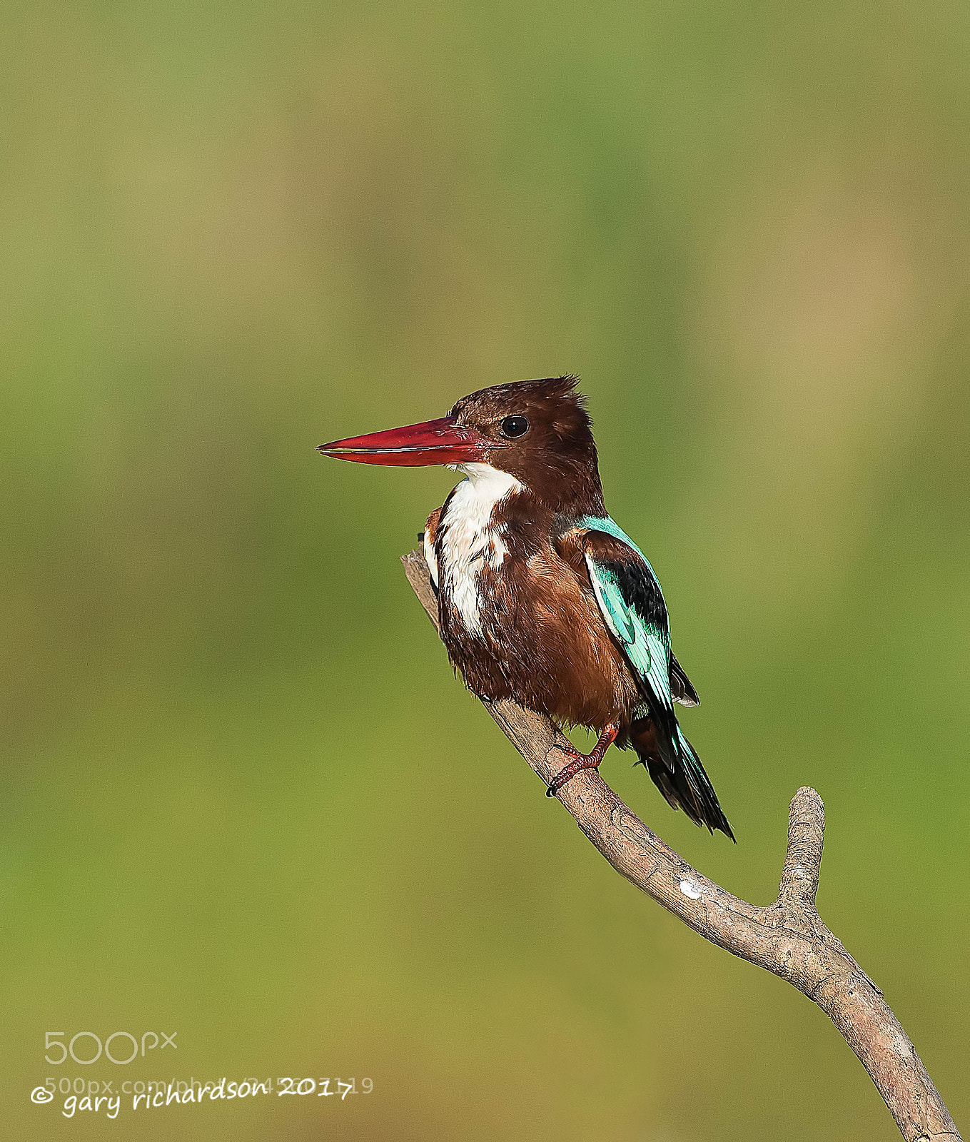 Nikon D810 sample photo. White throated kingfisher tissamaharama photography