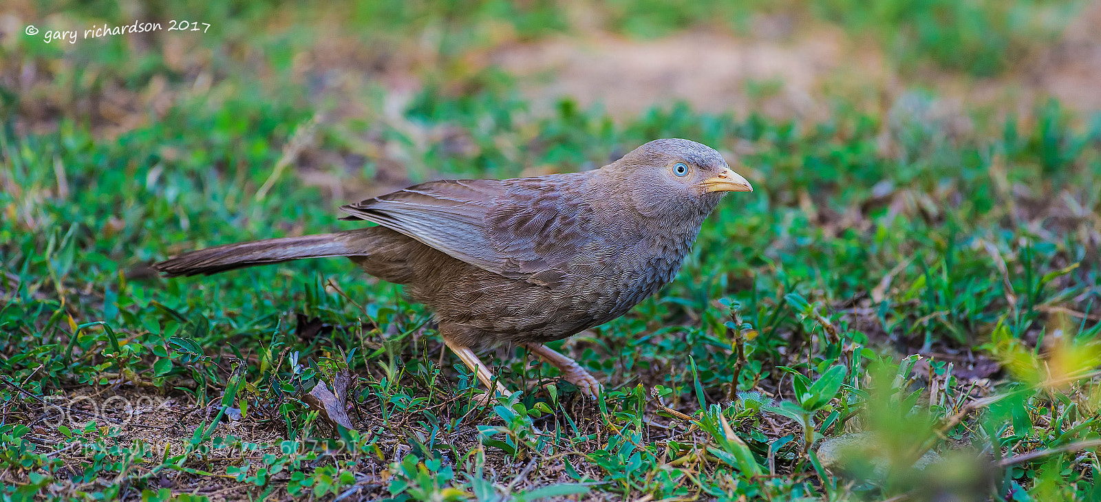 Nikon D810 sample photo. Yellow billed babbler tangalle photography