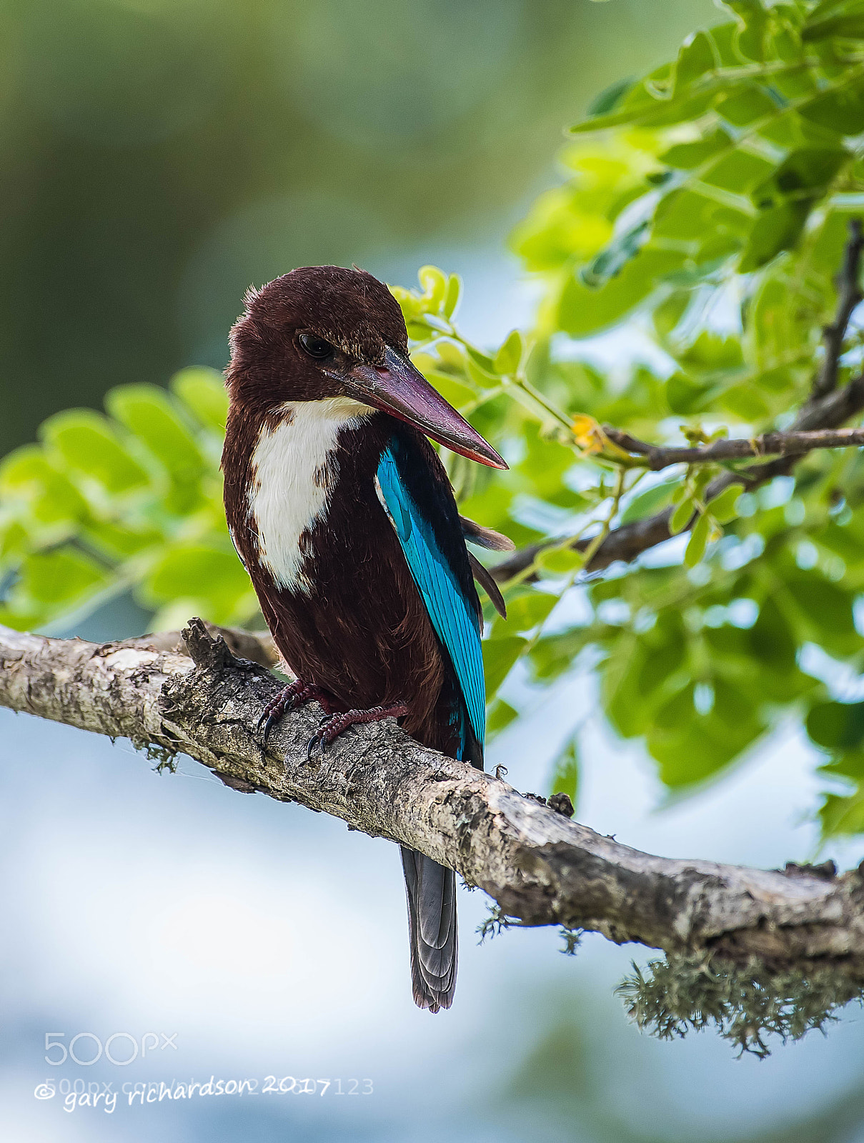 Nikon D810 sample photo. White throated kingfisher tissamaharama photography