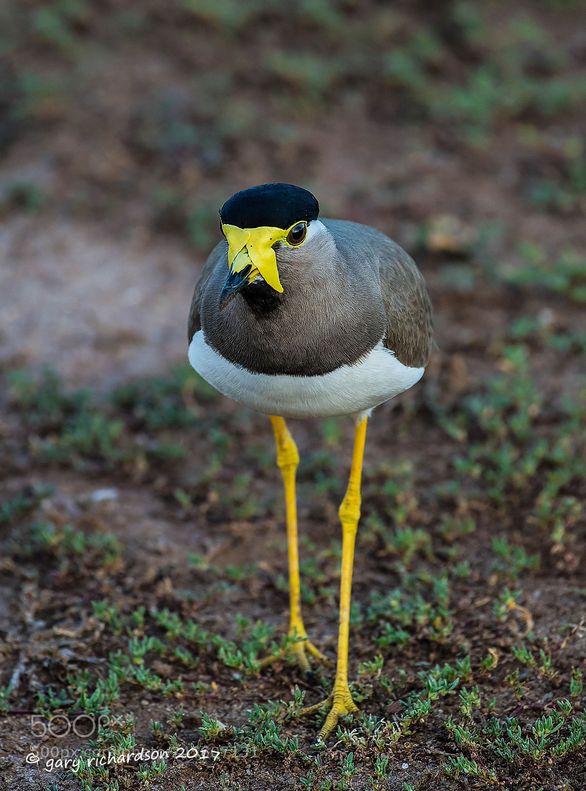 Nikon D810 sample photo. Yellow wattled lapwing bundala photography