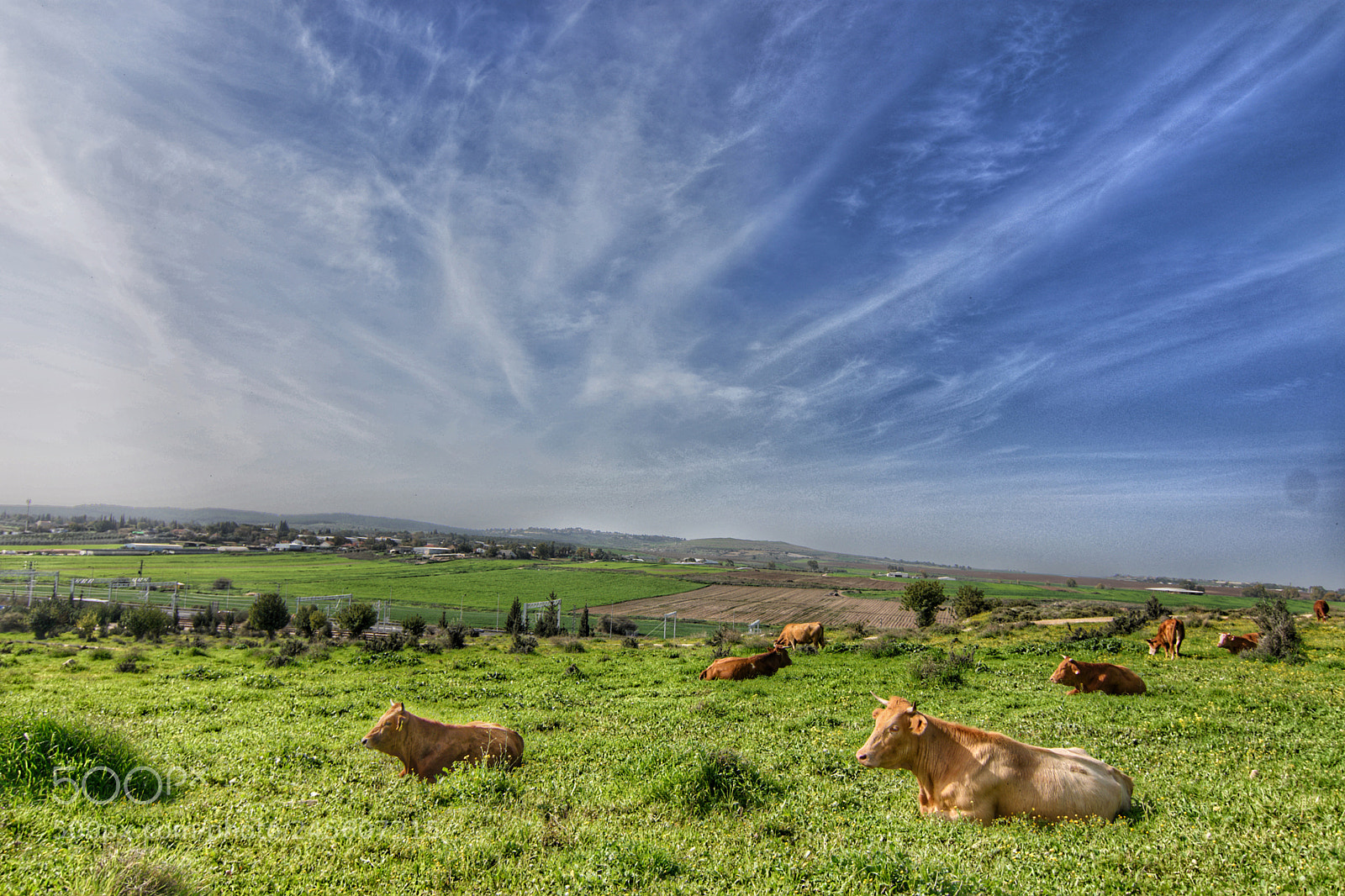 Nikon D7200 sample photo. Cow break photography