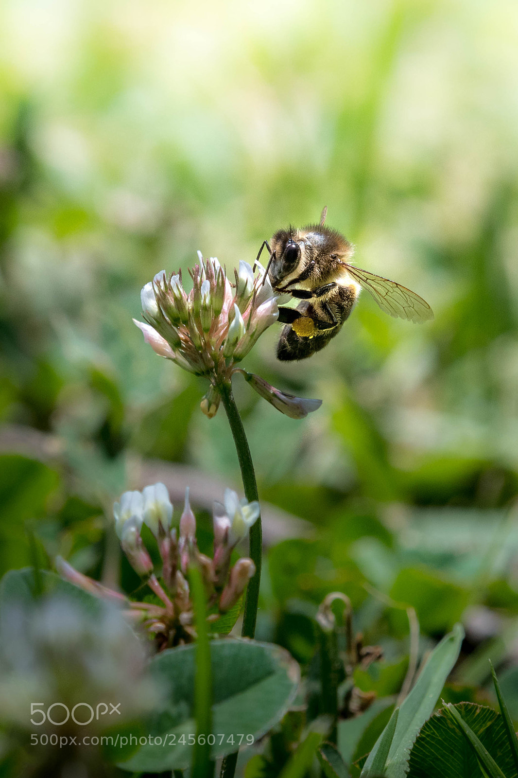 Nikon D500 sample photo. Bee at work photography