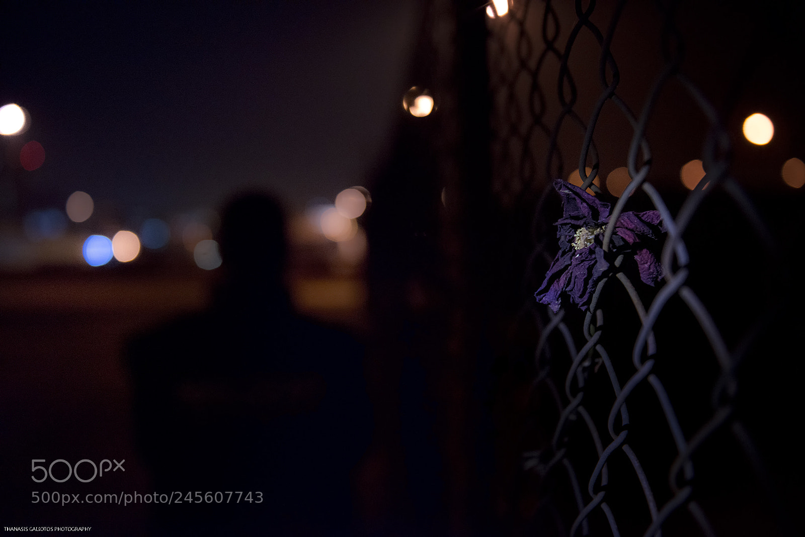 Nikon D800 sample photo. The purple rose... photography