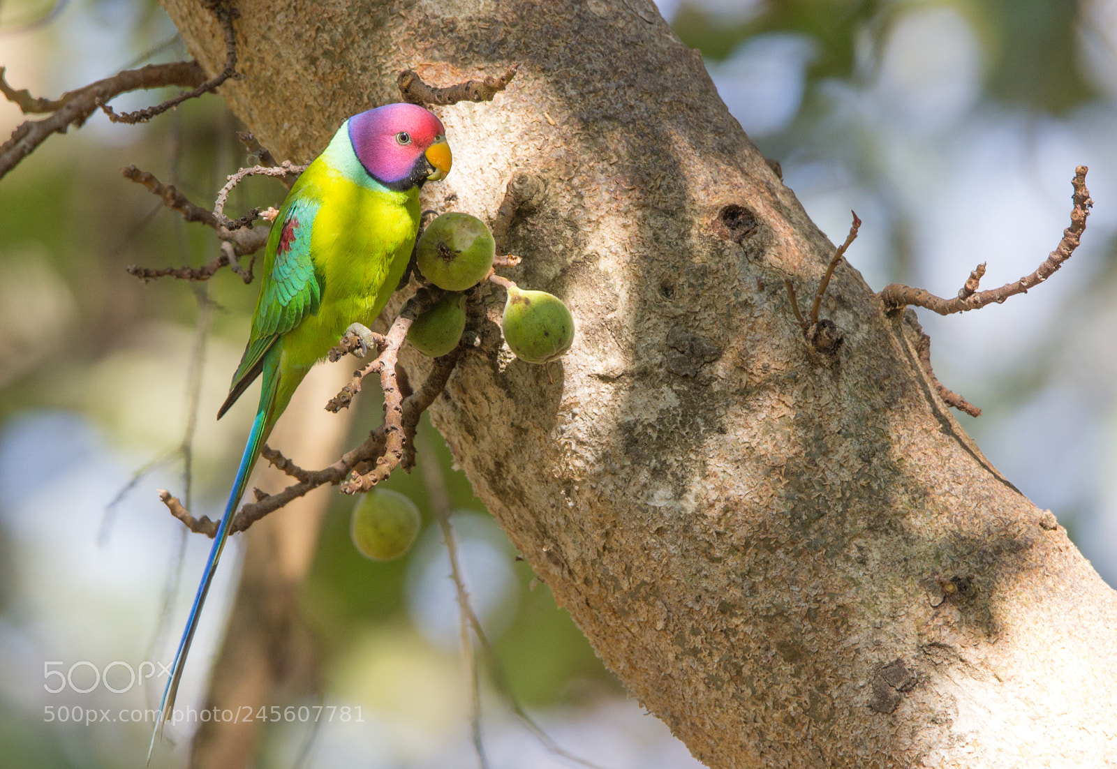 Canon EOS 600D (Rebel EOS T3i / EOS Kiss X5) sample photo. Plum headed parakeet photography