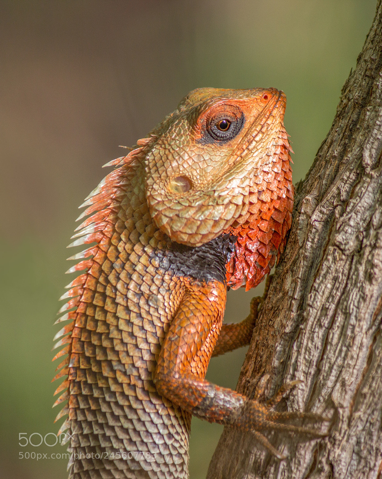 Canon EOS 600D (Rebel EOS T3i / EOS Kiss X5) sample photo. Common garden lizard photography