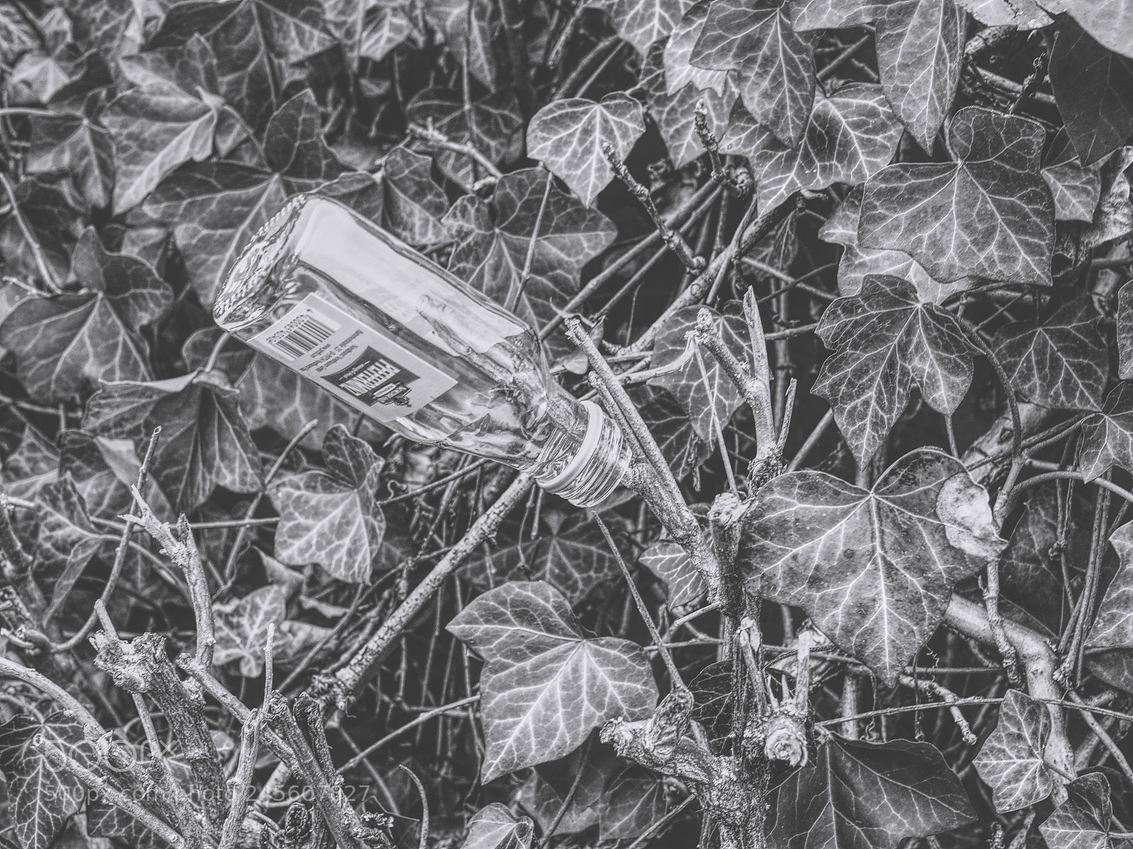Olympus PEN-F sample photo. Untitled photography