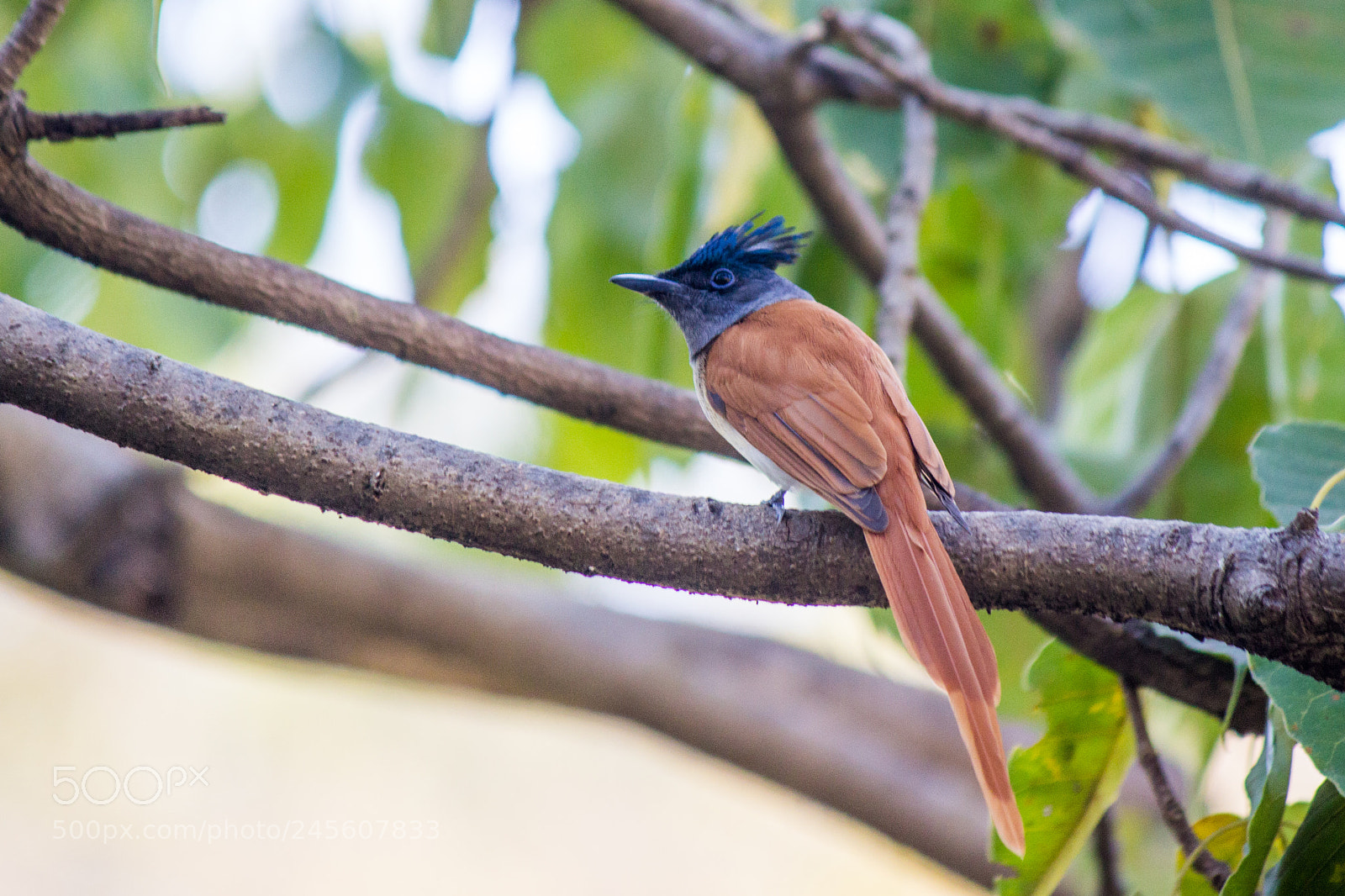 Canon EOS 600D (Rebel EOS T3i / EOS Kiss X5) sample photo. Asian paradise flycatcher photography