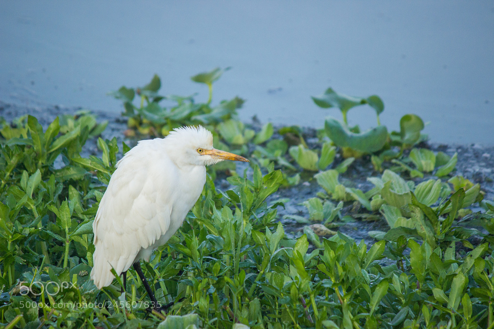 Canon EOS 600D (Rebel EOS T3i / EOS Kiss X5) sample photo. Cattle egret photography