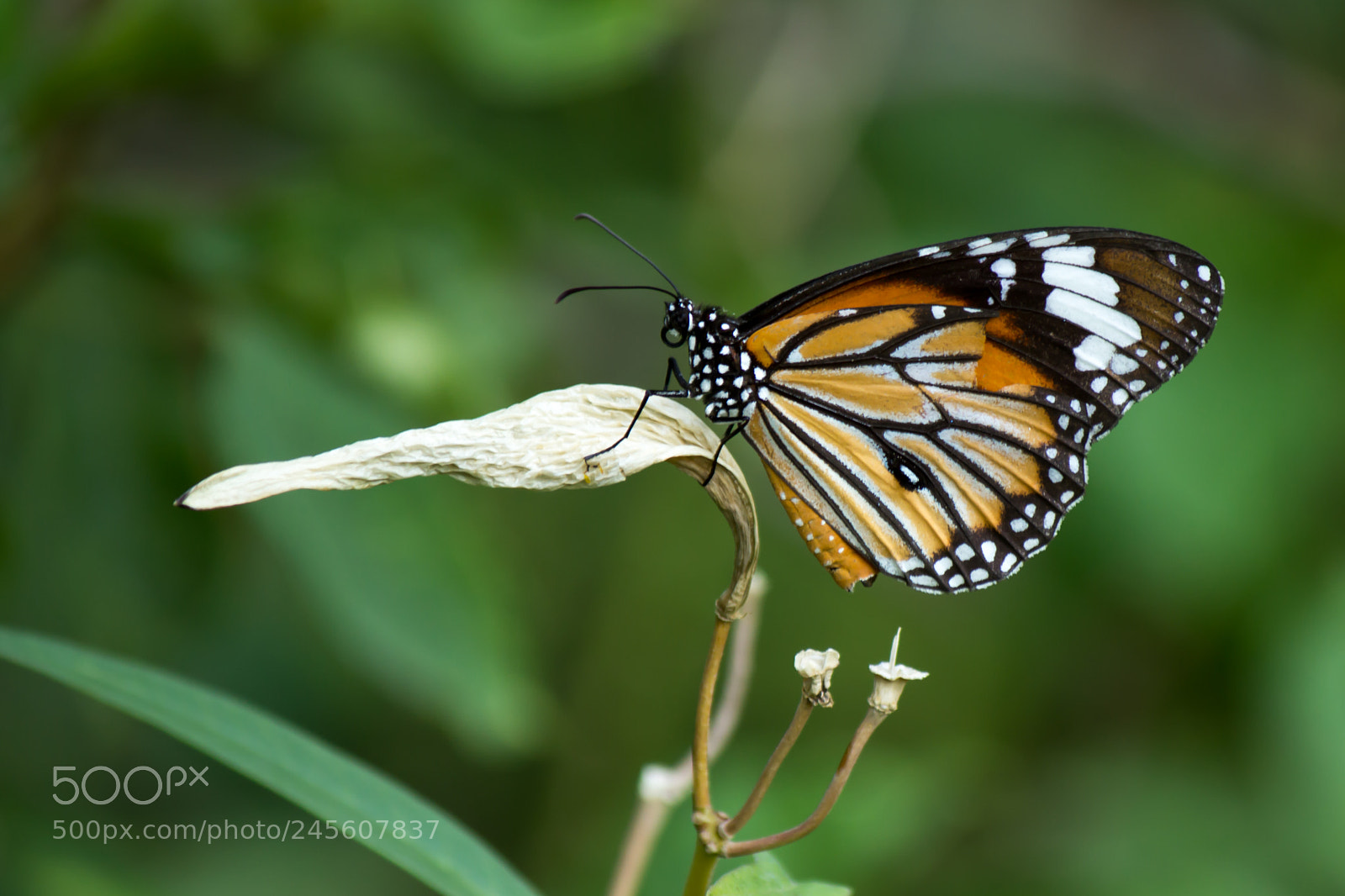 Canon EOS 600D (Rebel EOS T3i / EOS Kiss X5) sample photo. Monarch butterfly photography