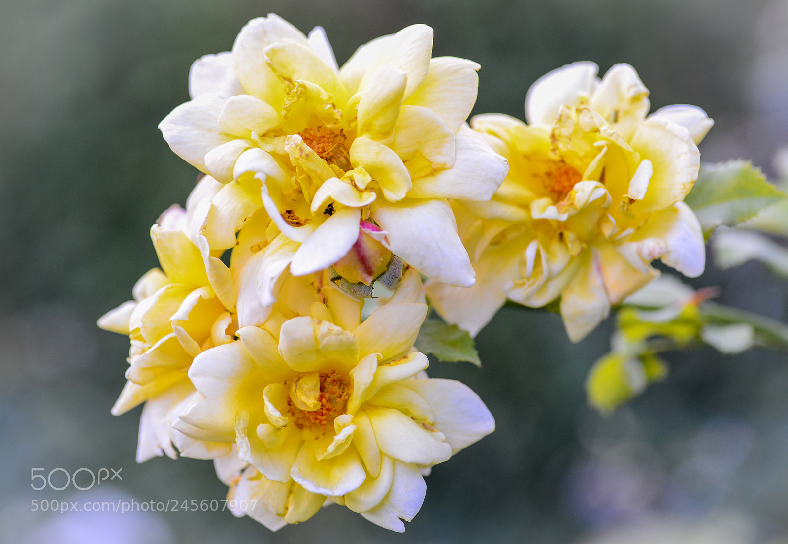 Nikon D600 sample photo. September flowers photography