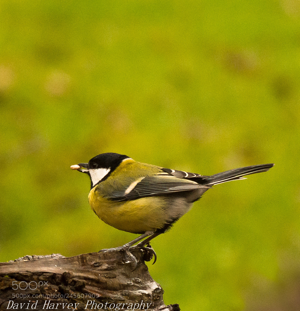 Nikon D7200 sample photo. Garden bird practise photography