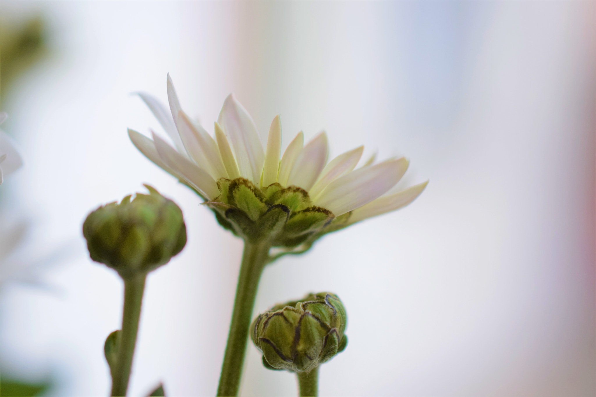 Nikon D3300 + Nikon AF-S DX Micro Nikkor 40mm F2.8 sample photo. Bright day photography