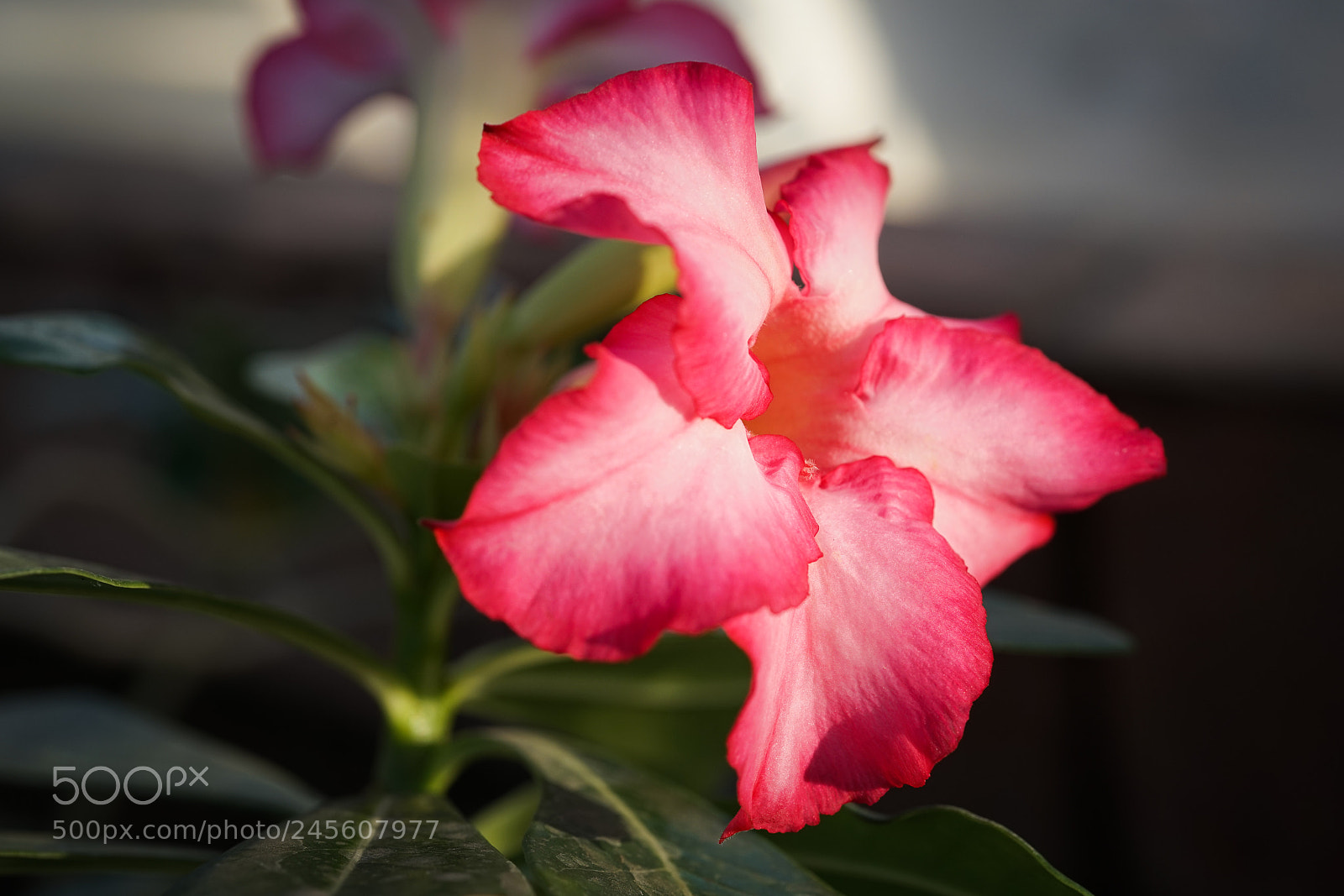 Sony a7 sample photo. Desert rose #2 photography