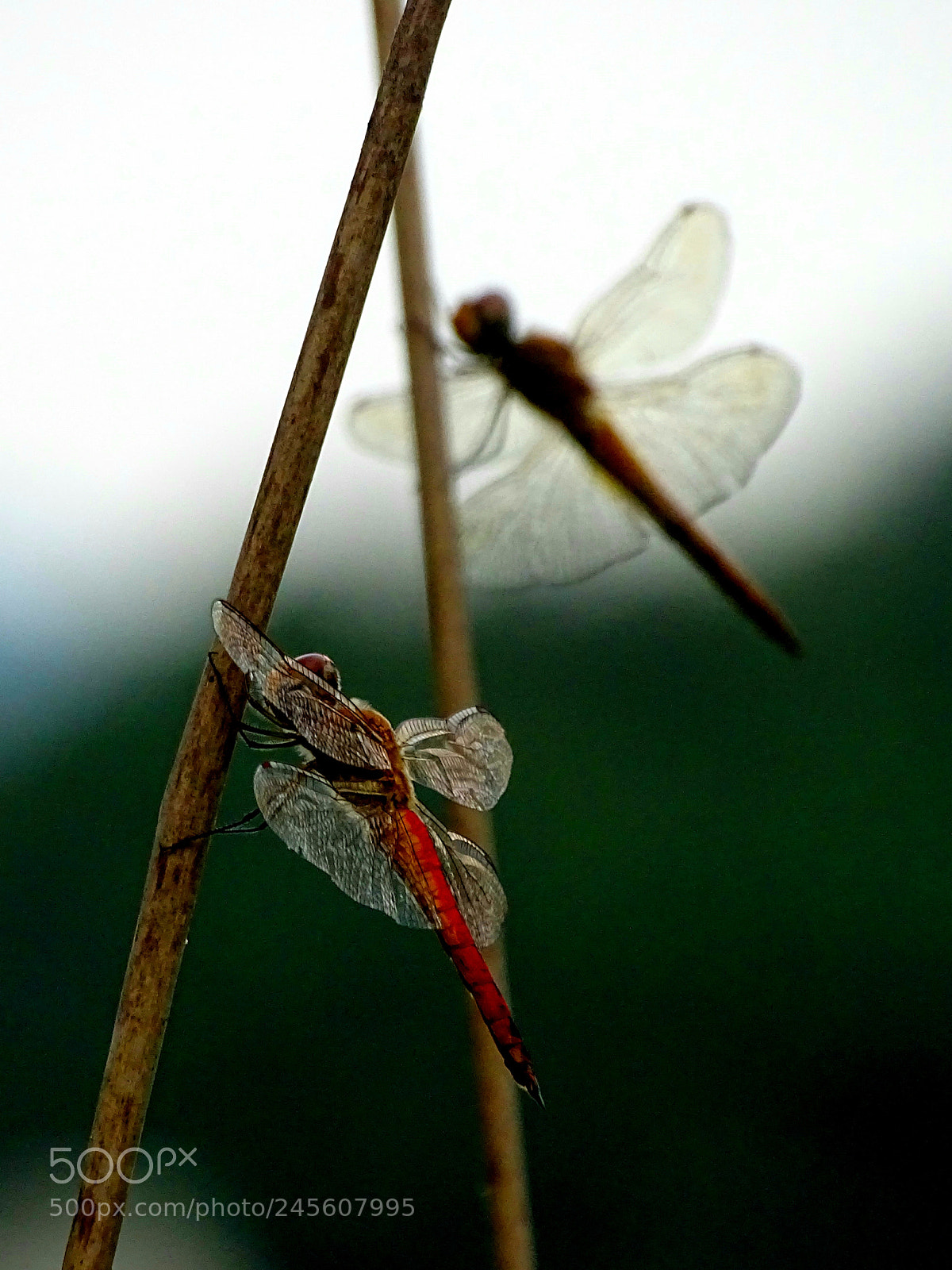 Sony Cyber-shot DSC-HX400V sample photo. Red dragonflies photography
