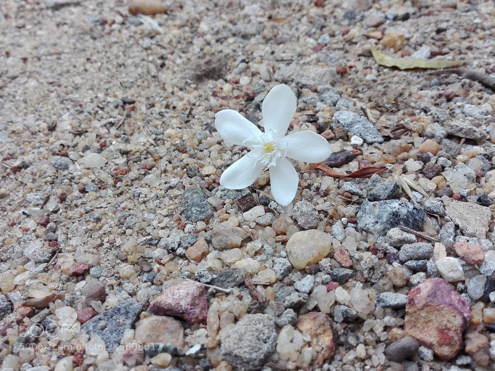HUAWEI Y6II sample photo. Untitled photography