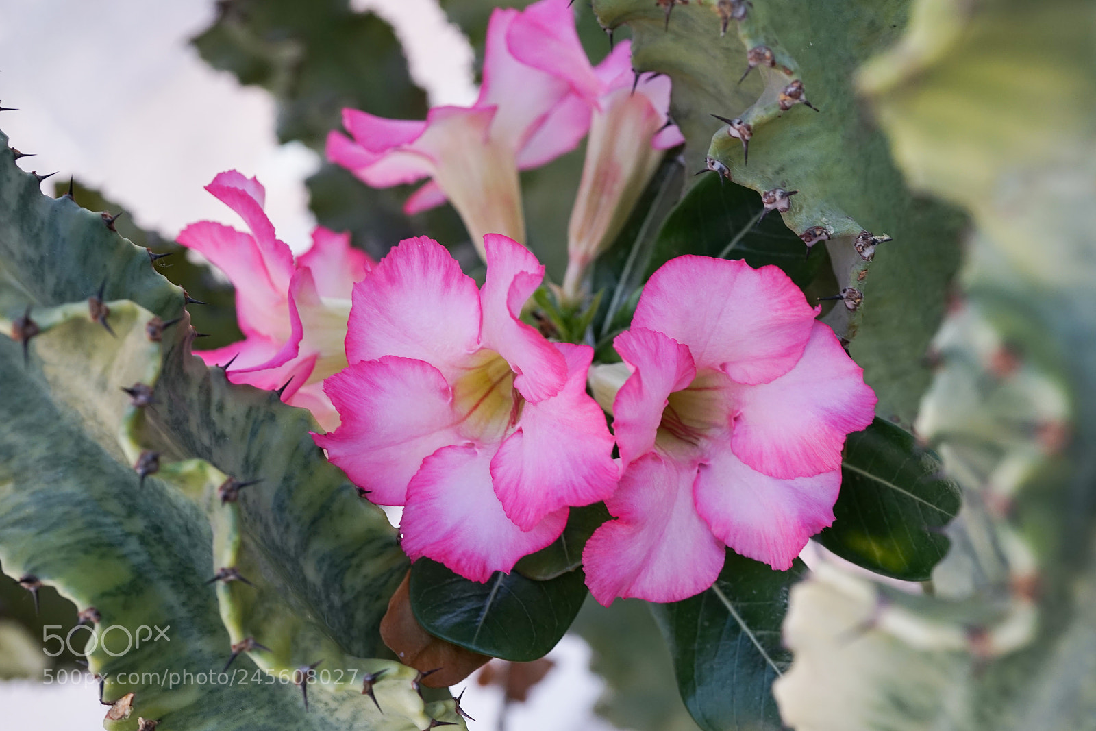 Sony a7 sample photo. Desert rose #3 photography