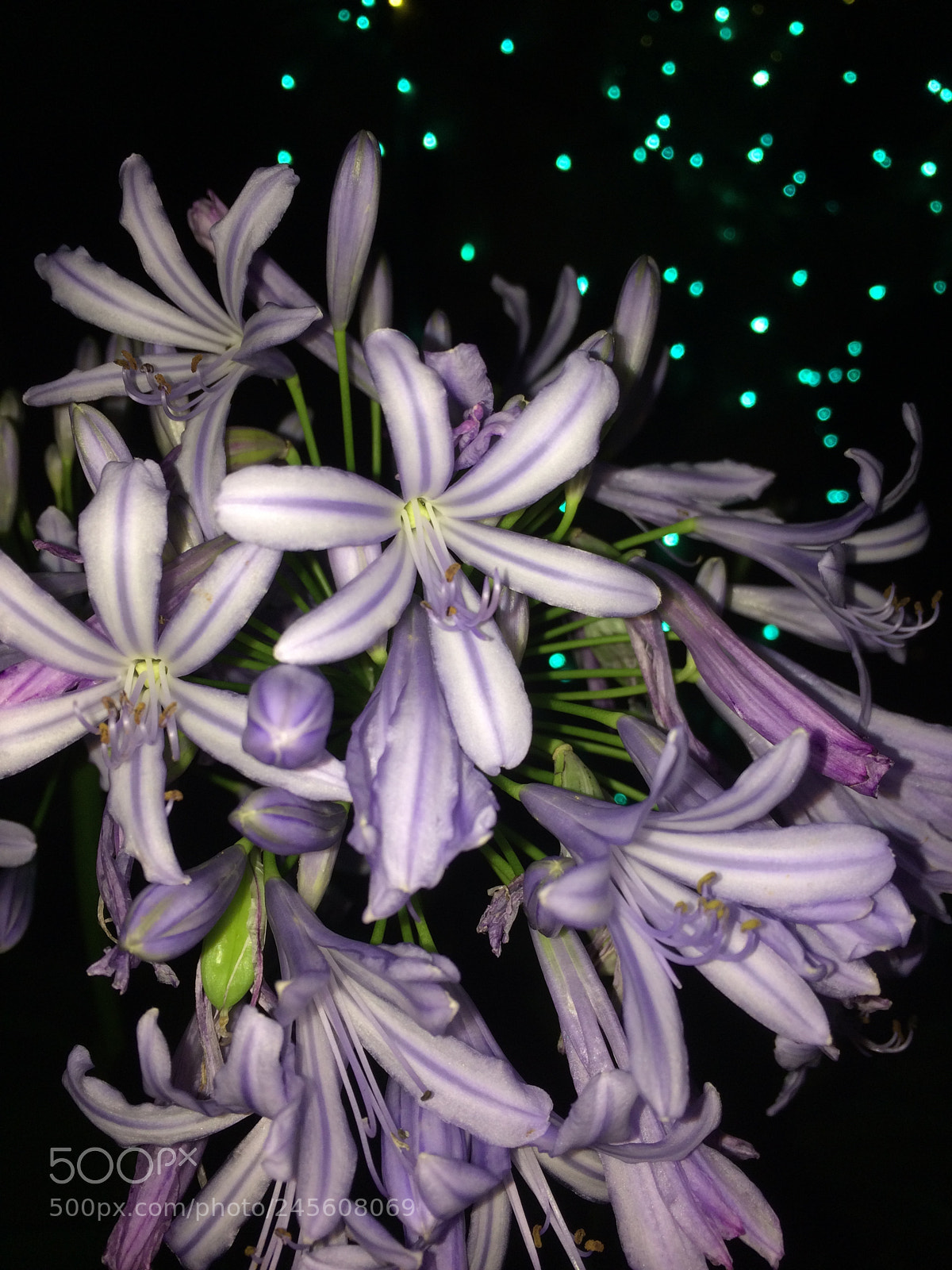 Apple iPhone 5s sample photo. Untitled photography