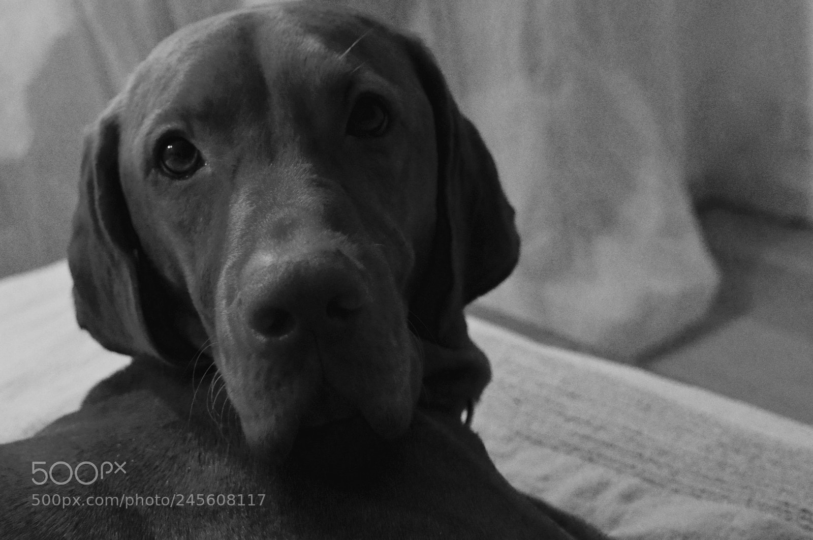Nikon D3200 sample photo. Leo photography
