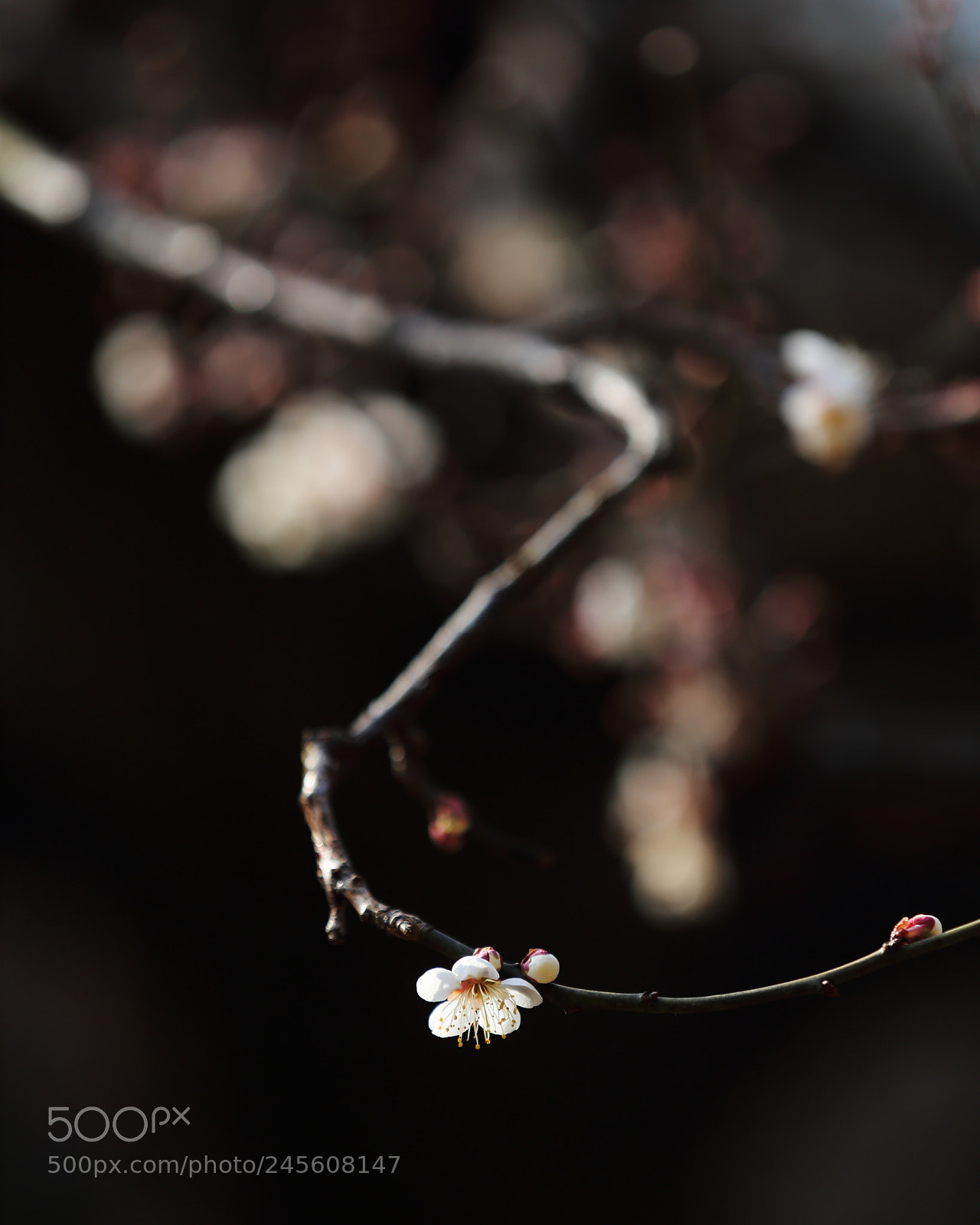 Canon EF 70-200mm F2.8L IS II USM sample photo. 梅花 photography