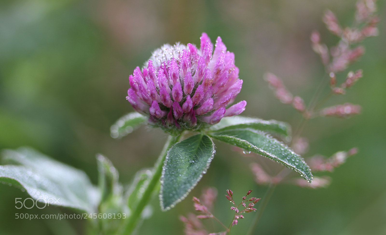 Canon EOS 60D sample photo. Fgh photography