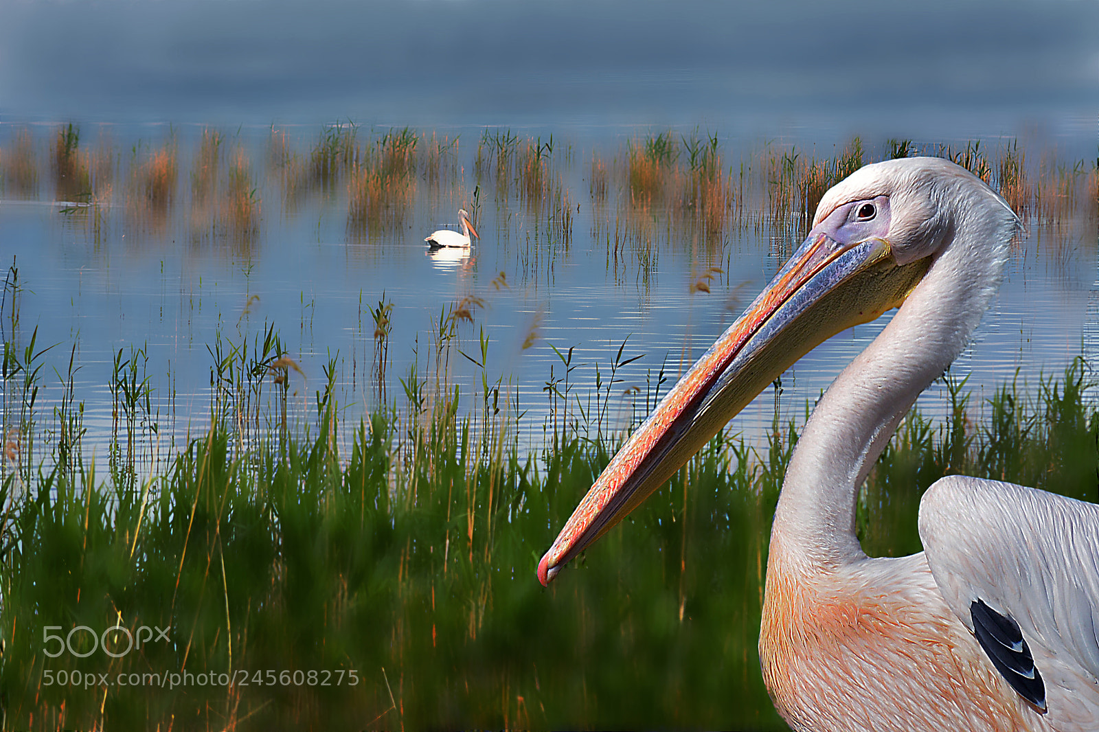 Nikon D5200 sample photo. Pelican photography