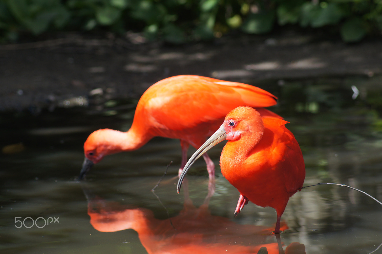 Sony SLT-A55 (SLT-A55V) sample photo. Red ibis, reflection in the water photography