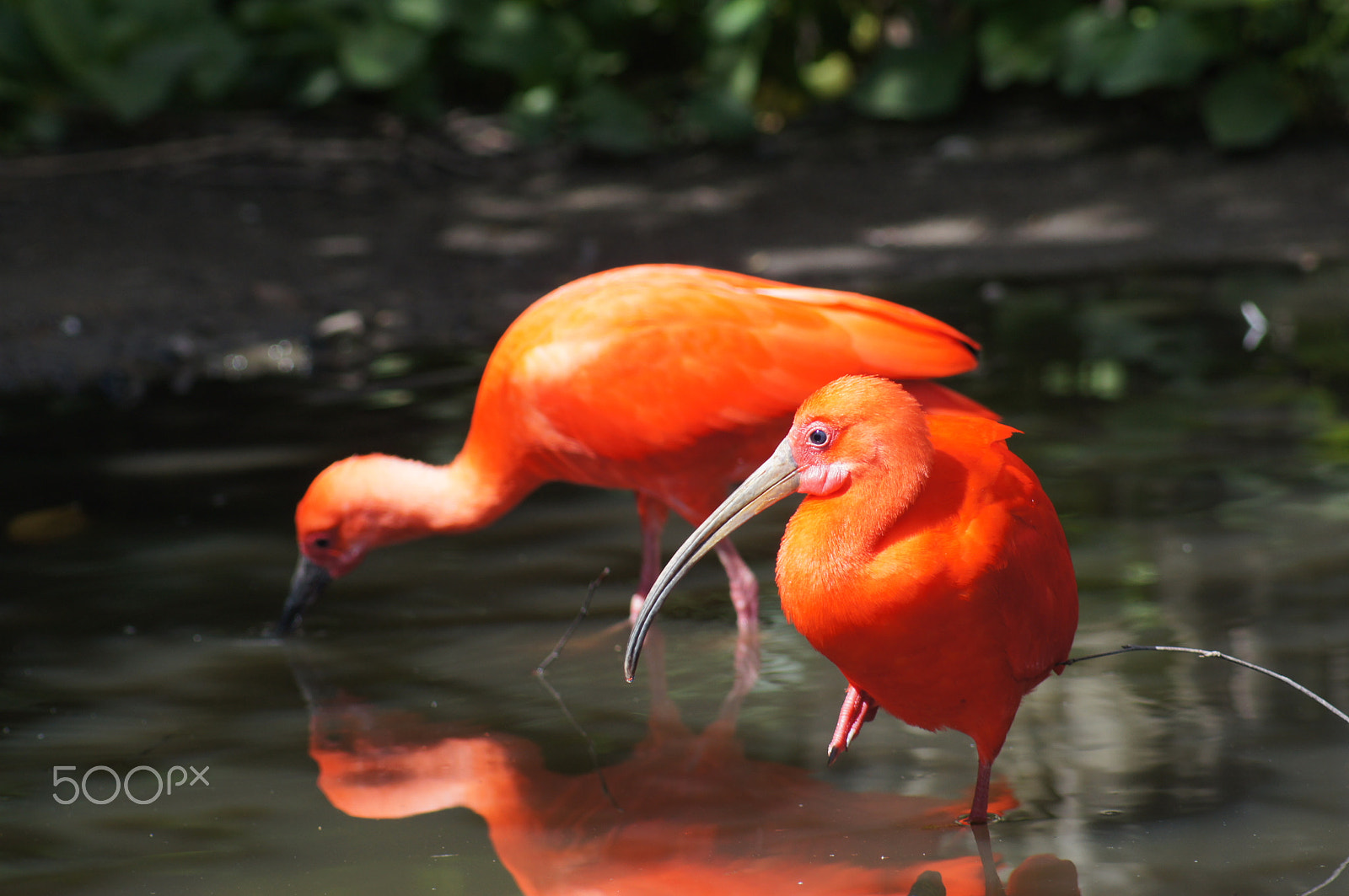 Sony SLT-A55 (SLT-A55V) + Sony 75-300mm F4.5-5.6 sample photo. Red ibis, reflection in the water photography