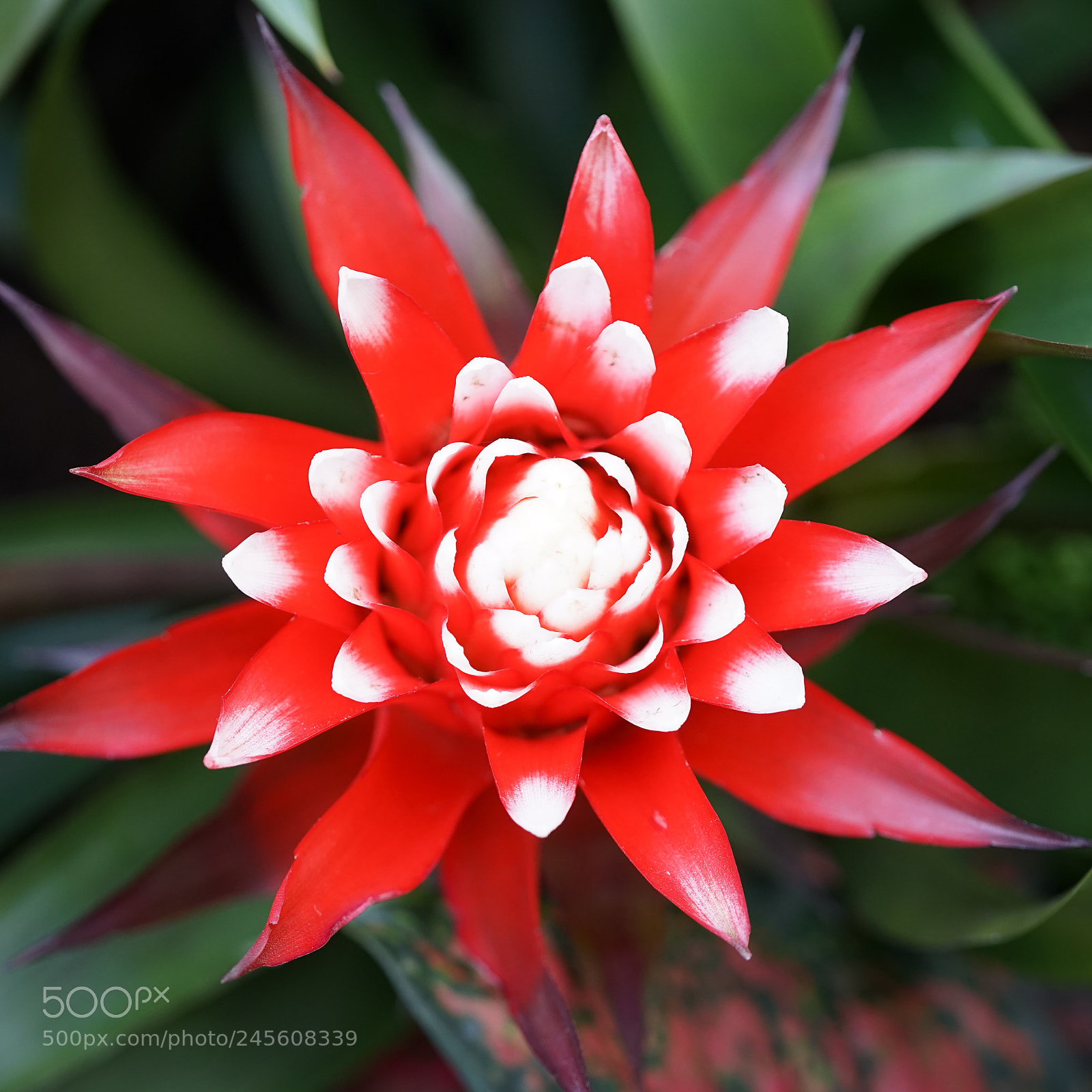 Sony a7 sample photo. Billbergia pyramidalis photography
