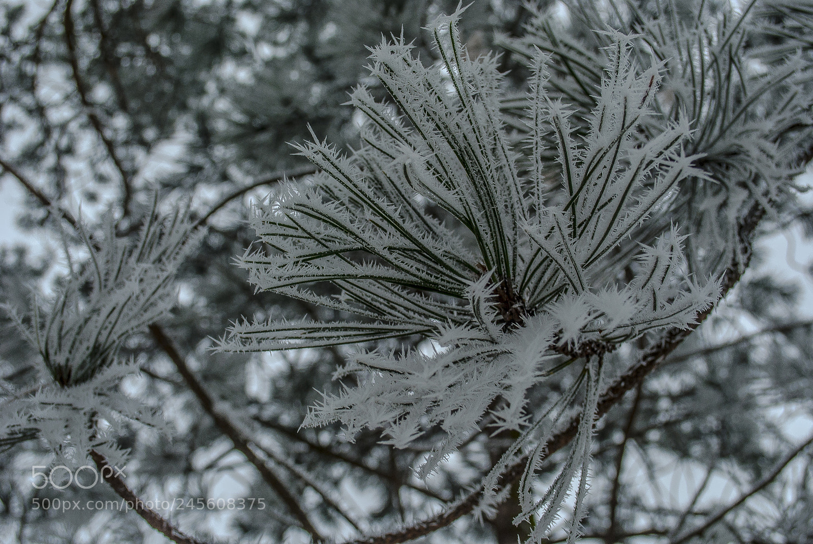 Nikon D3000 sample photo. Branch photography