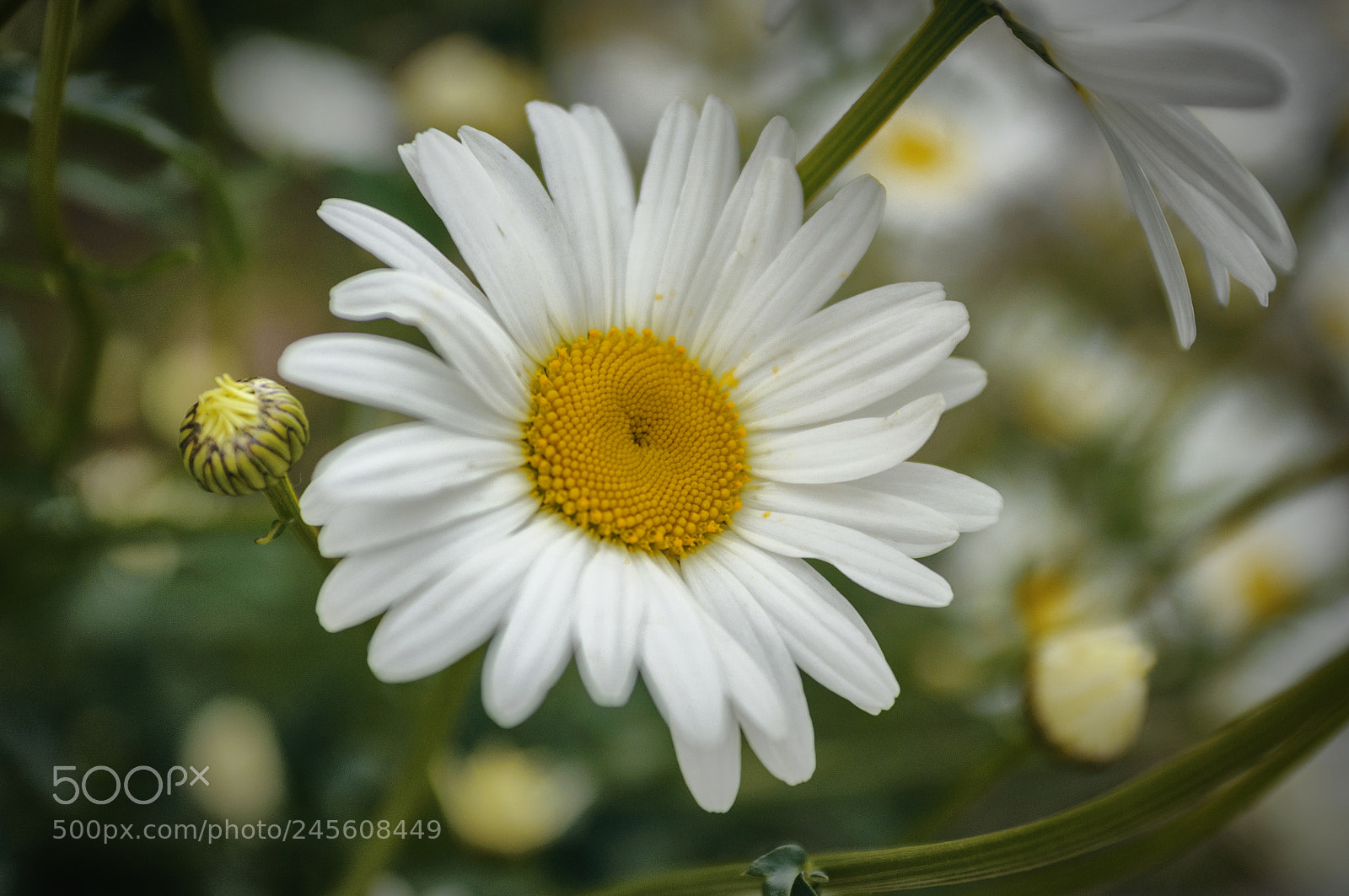 Nikon D90 sample photo. ... photography