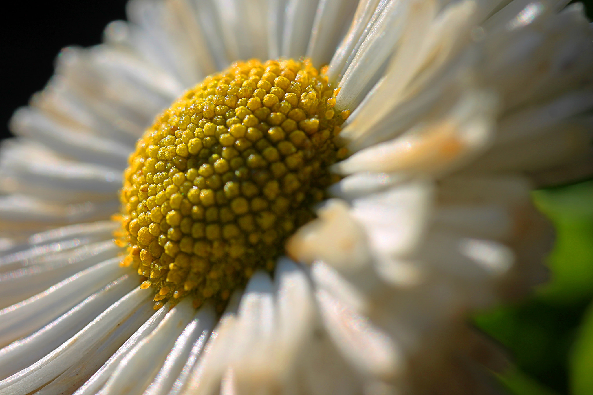 Canon EF-S 35mm F2.8 Macro IS STM sample photo. Natural simplicity and beauty photography