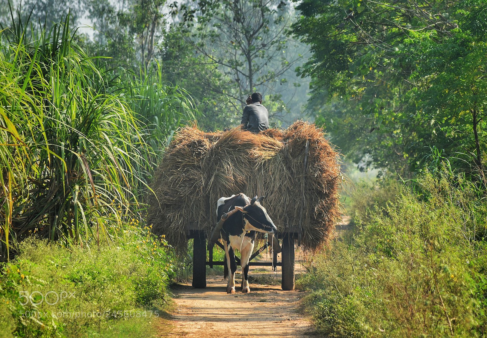 Nikon D5500 sample photo. Rural life photography