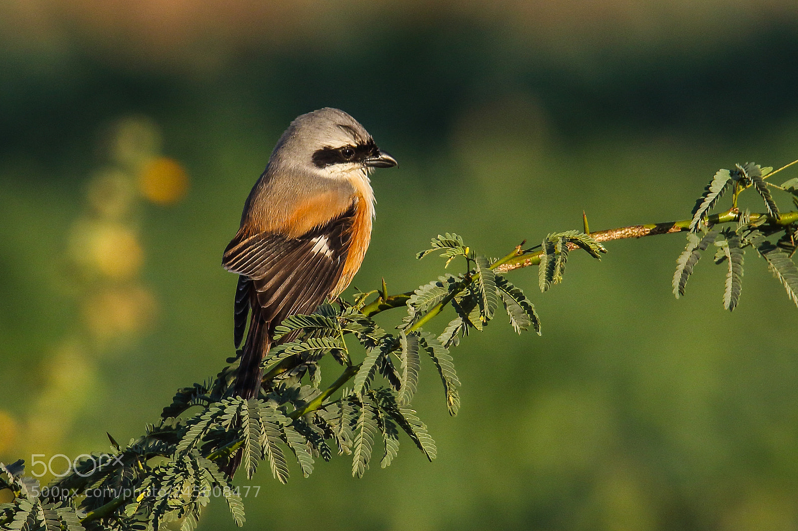 Canon EOS 7D Mark II sample photo. Bay-backed shrike photography