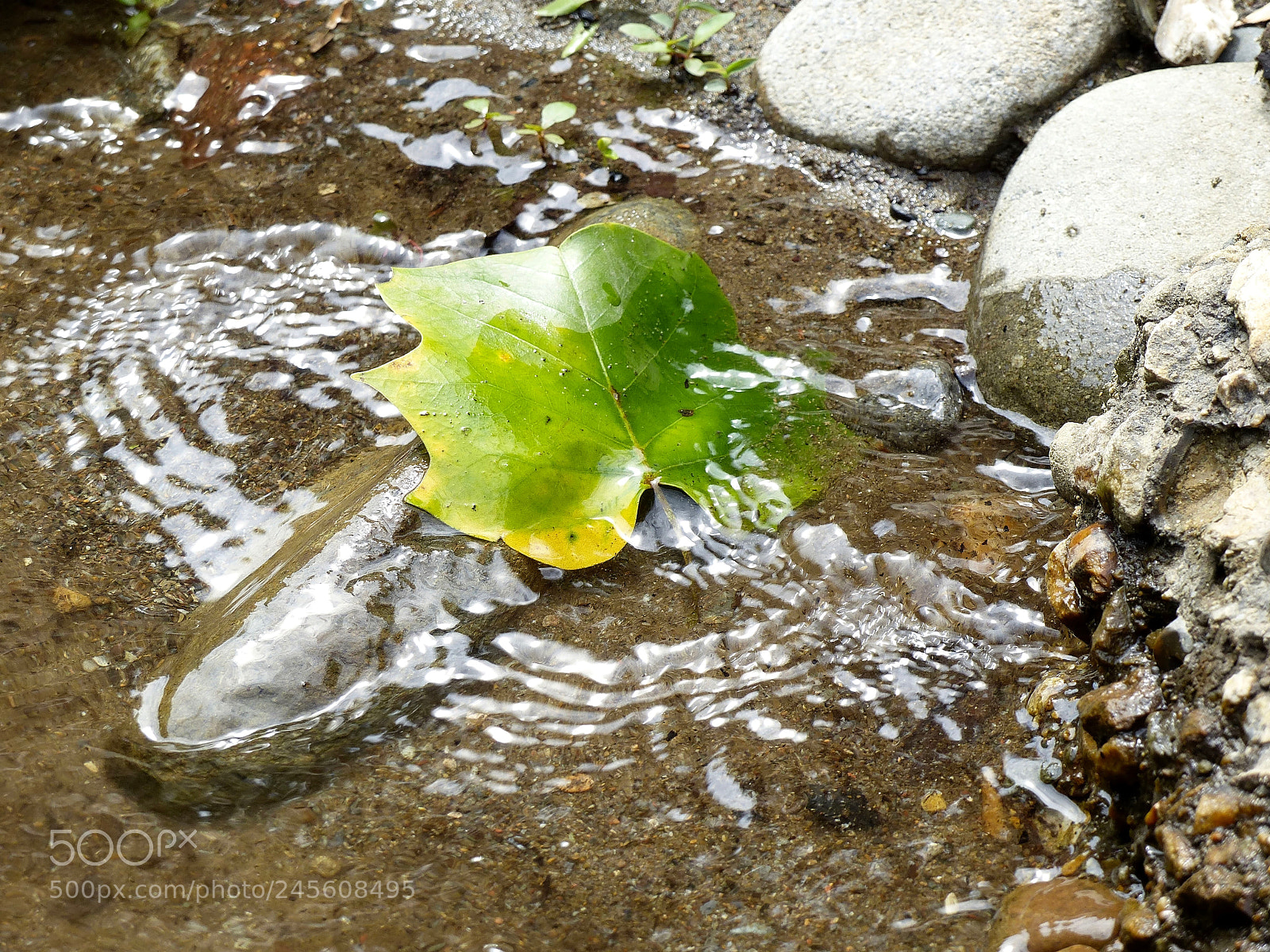 Panasonic Lumix DMC-FZ200 sample photo. The little things... photography